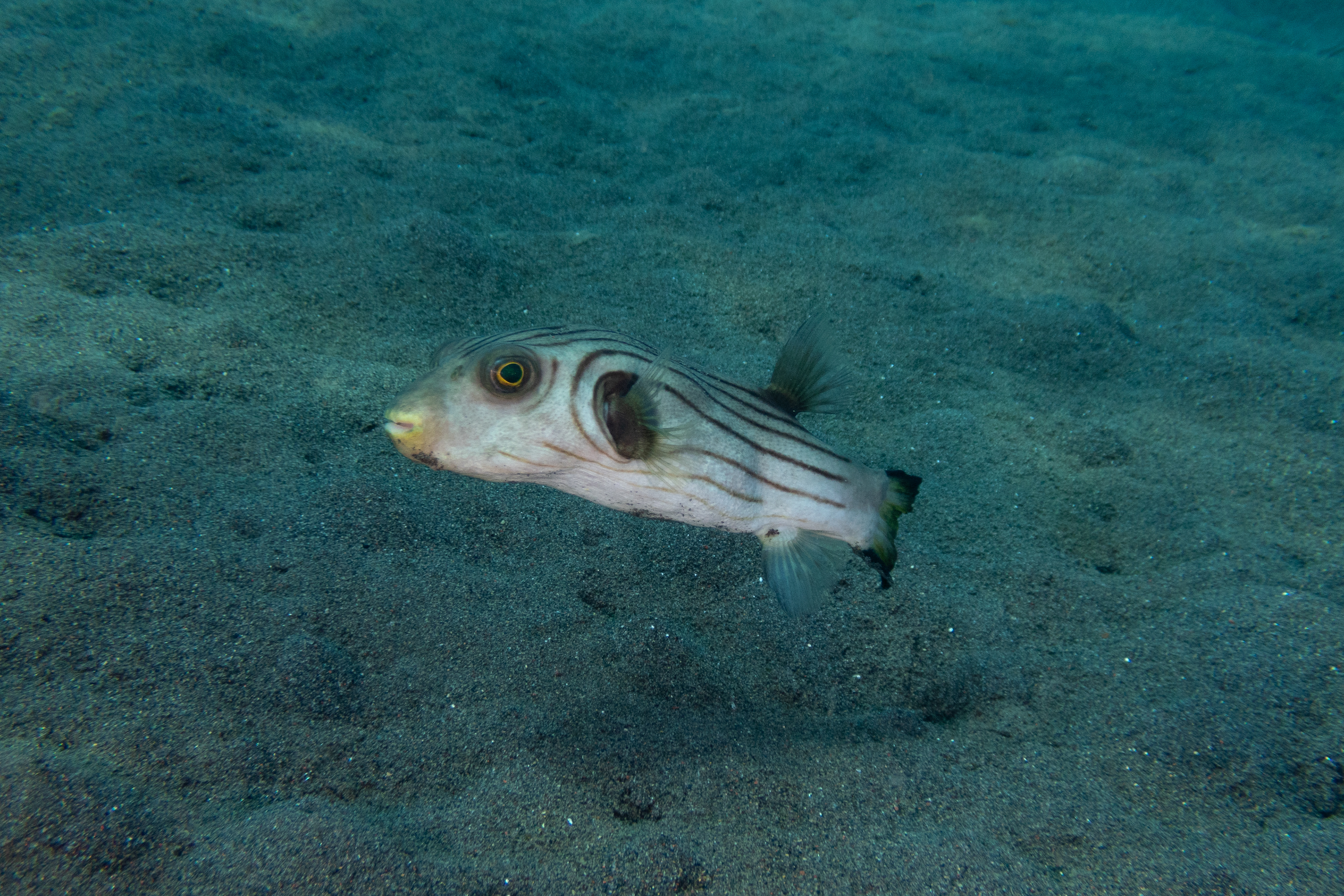 Striped Puffer