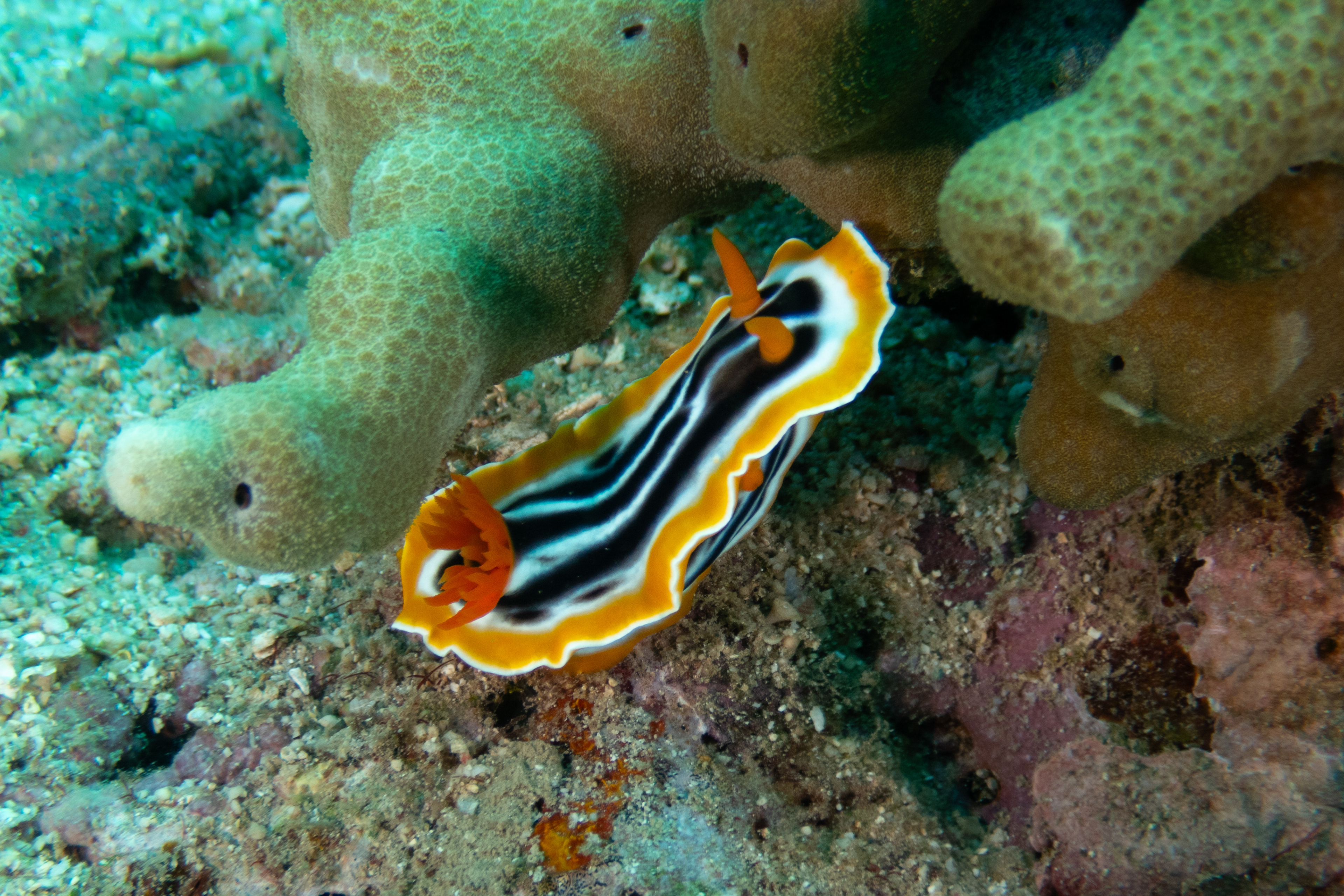 Magnificent Chromodoris