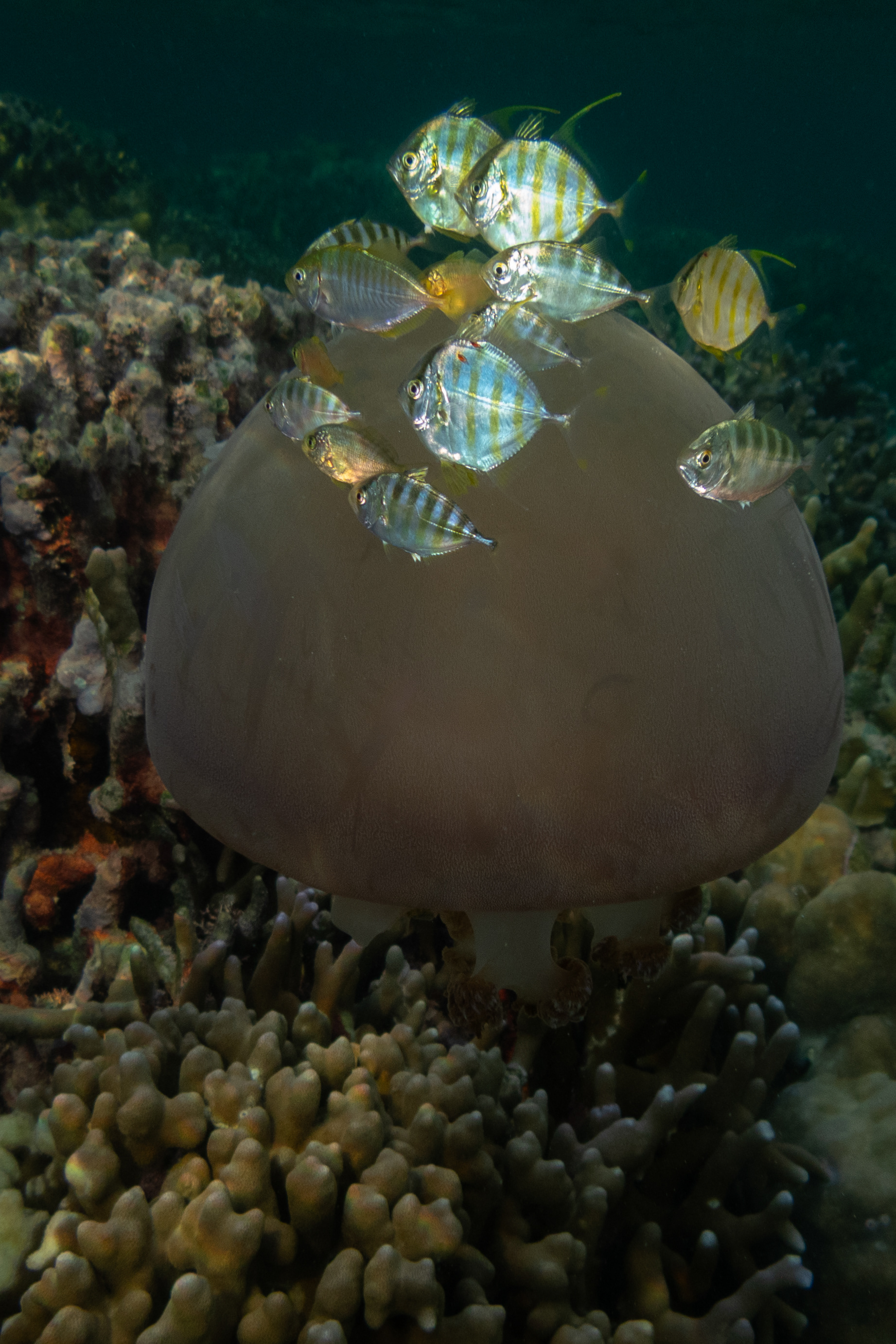 Unknown Jellyfish with Silvery Fish Companions