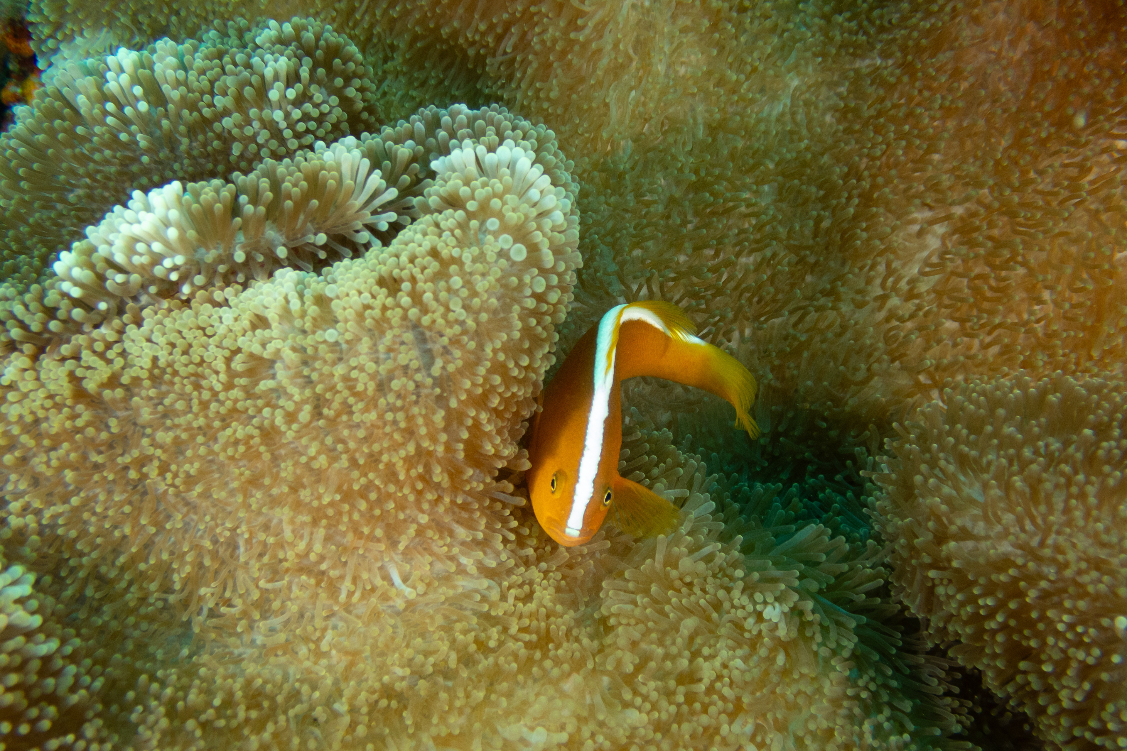 Yellow Clownfish