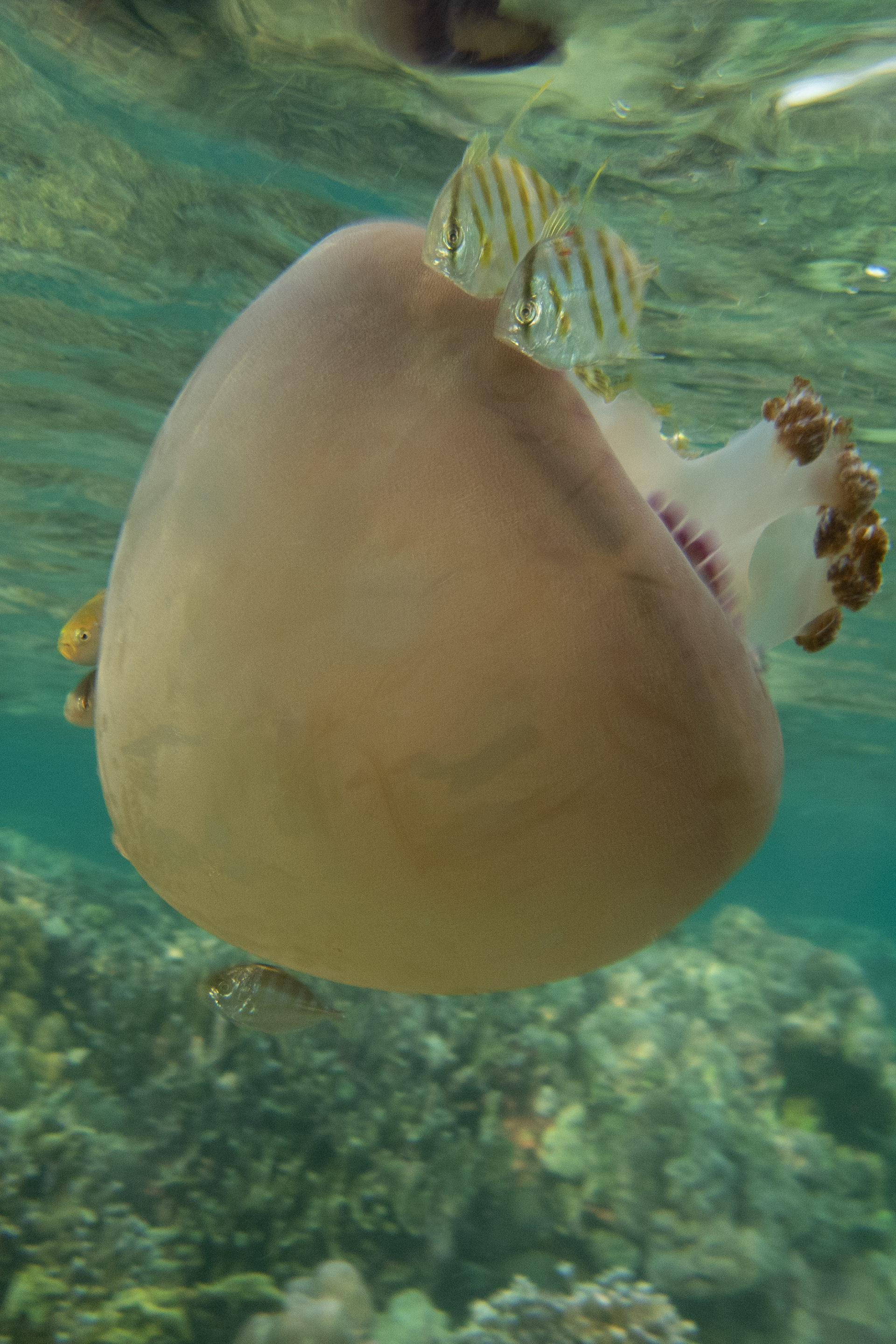 Unknown Jellyfish with Silvery Fish Companions