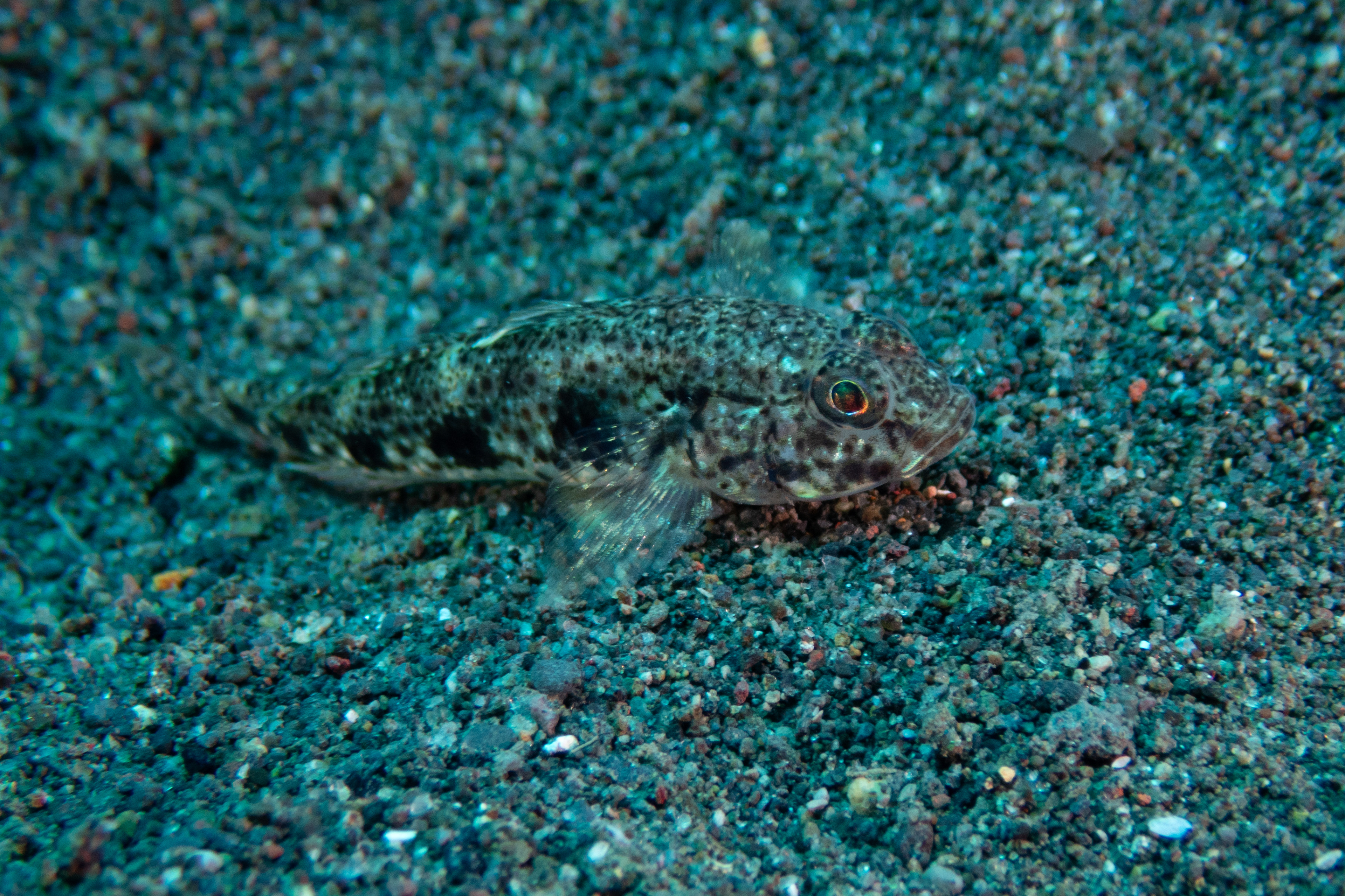 Hazeus profusus (Sand Dwelling Goby)