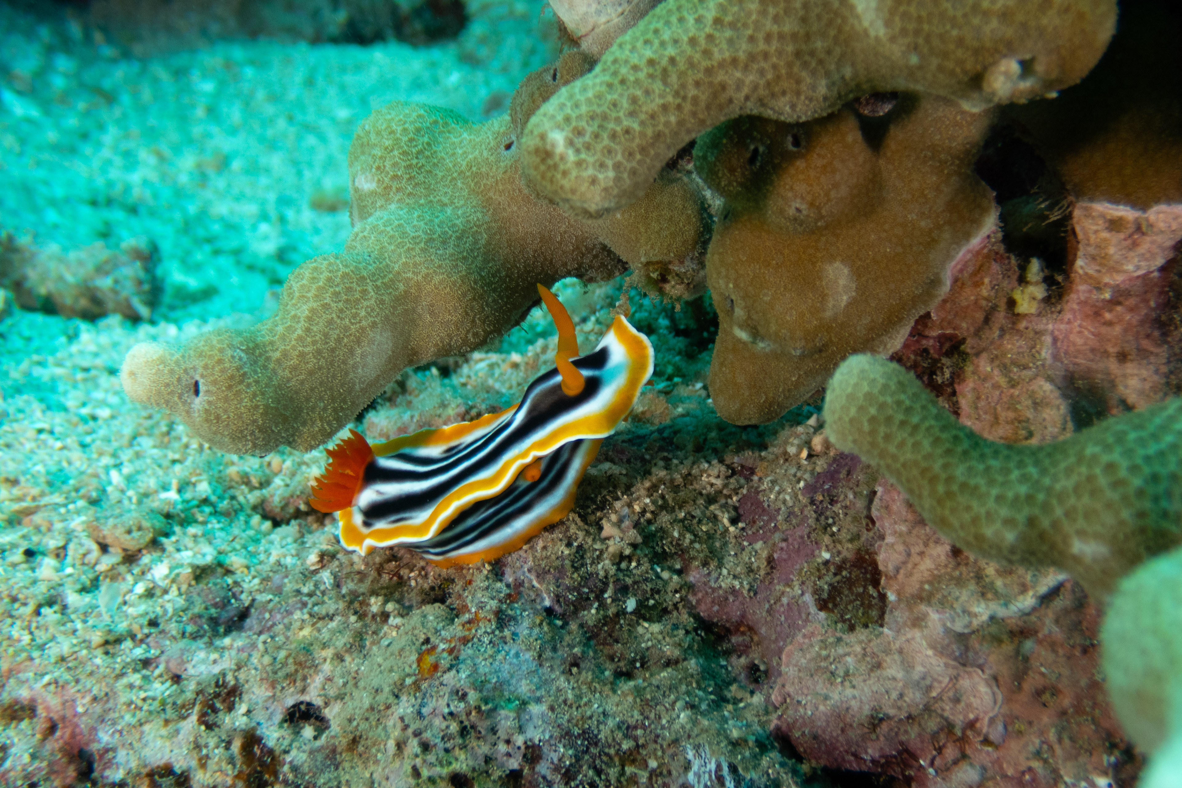 Magnificent Chromodoris