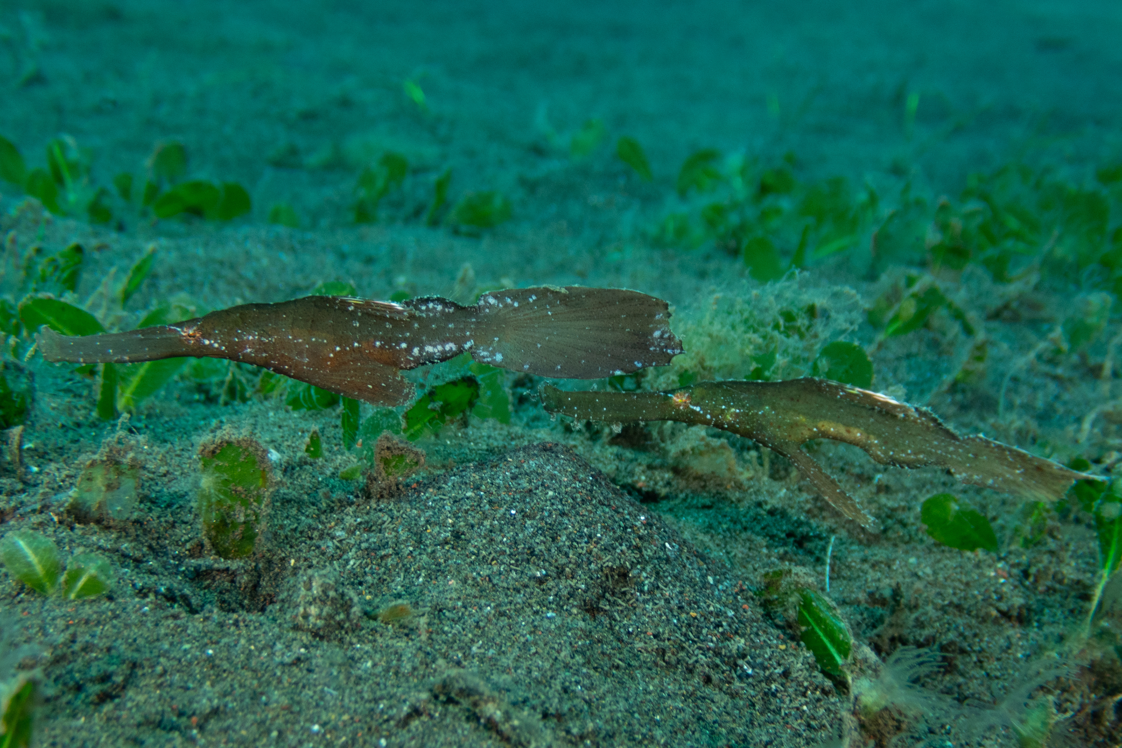 Robust Ghost Pipefish