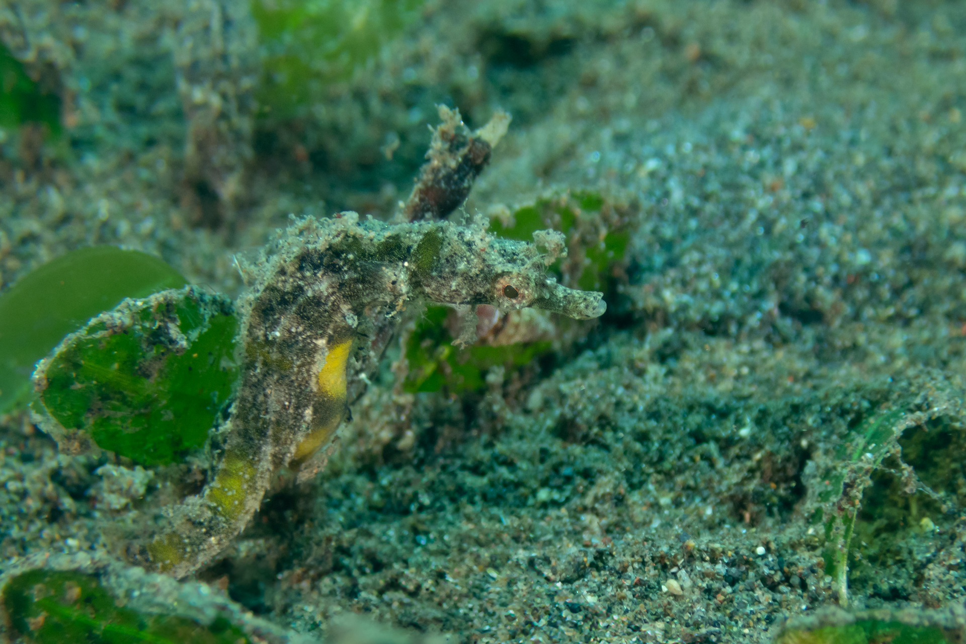 Shortpouch Pygmy Pipehorse