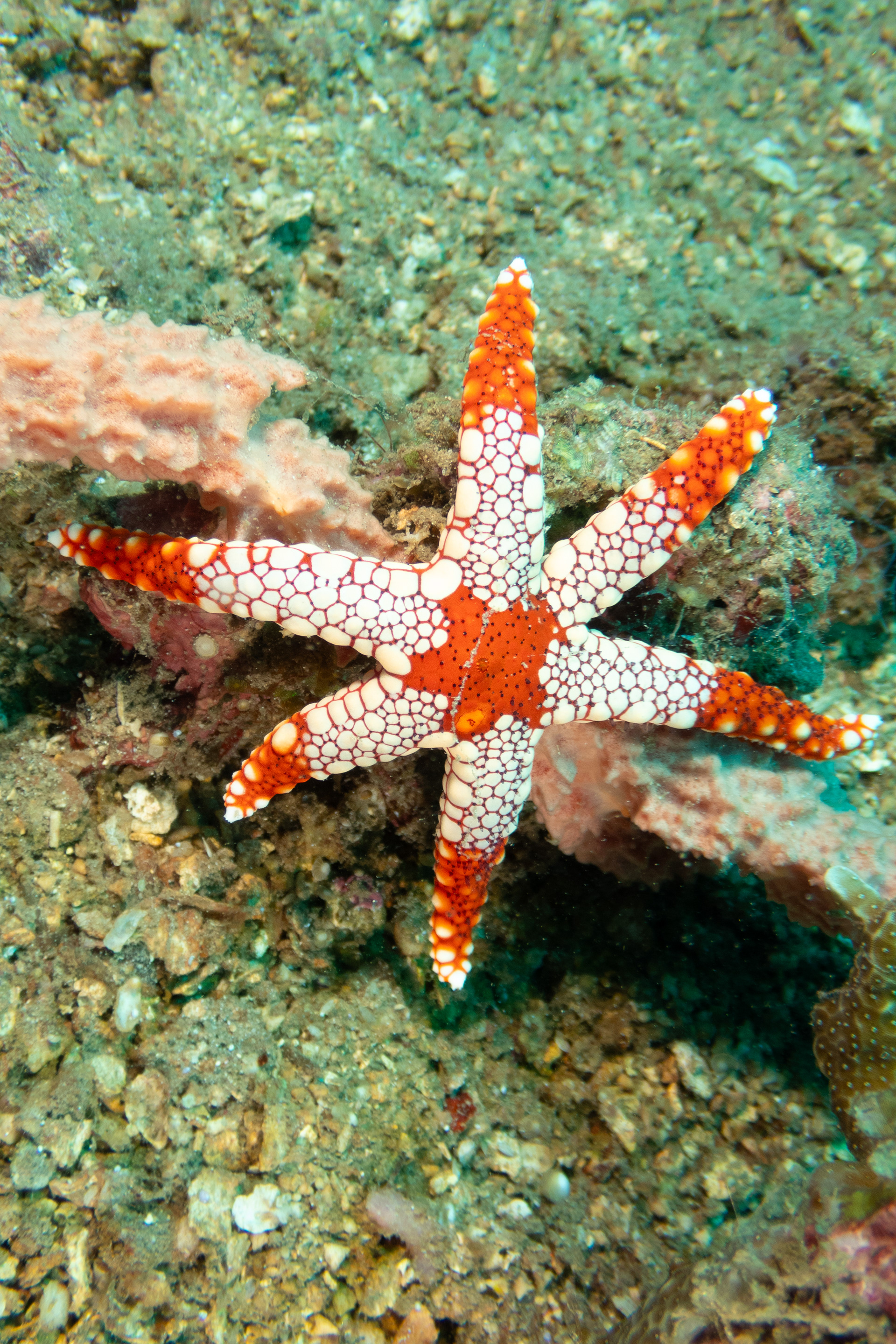 Peppermint Sea Star