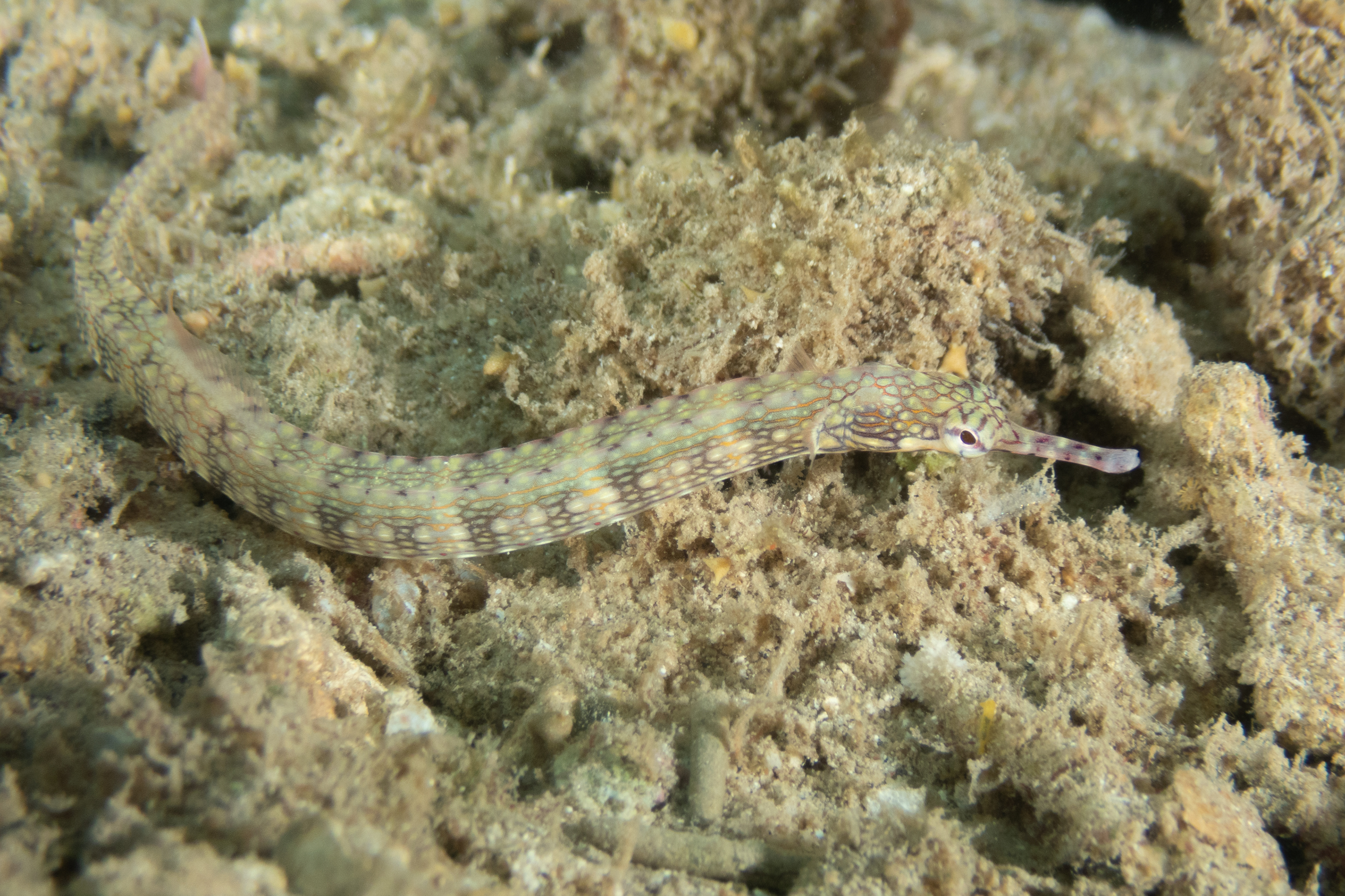 Schultz's Pipefish
