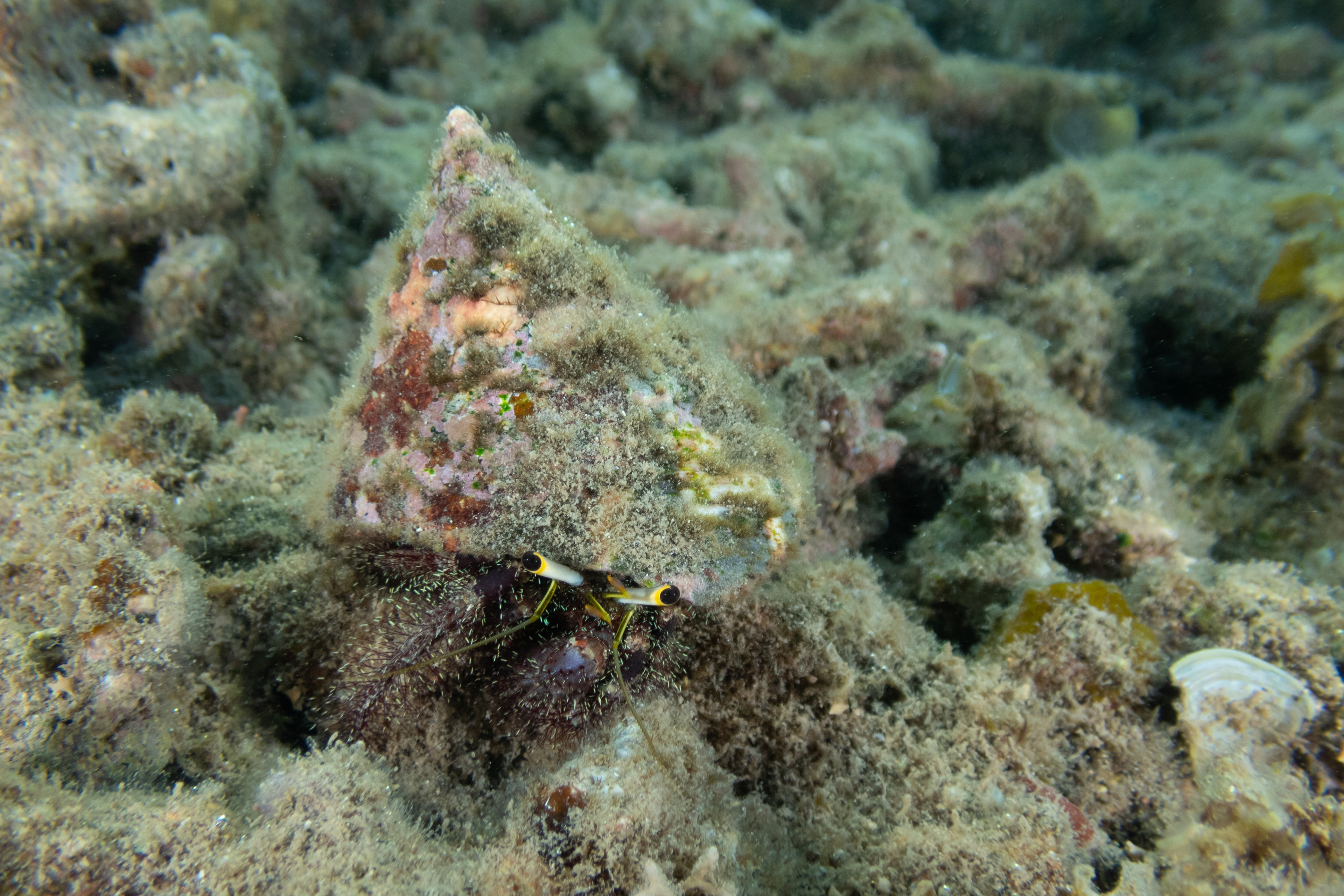 Dark Knee Hermit Crab