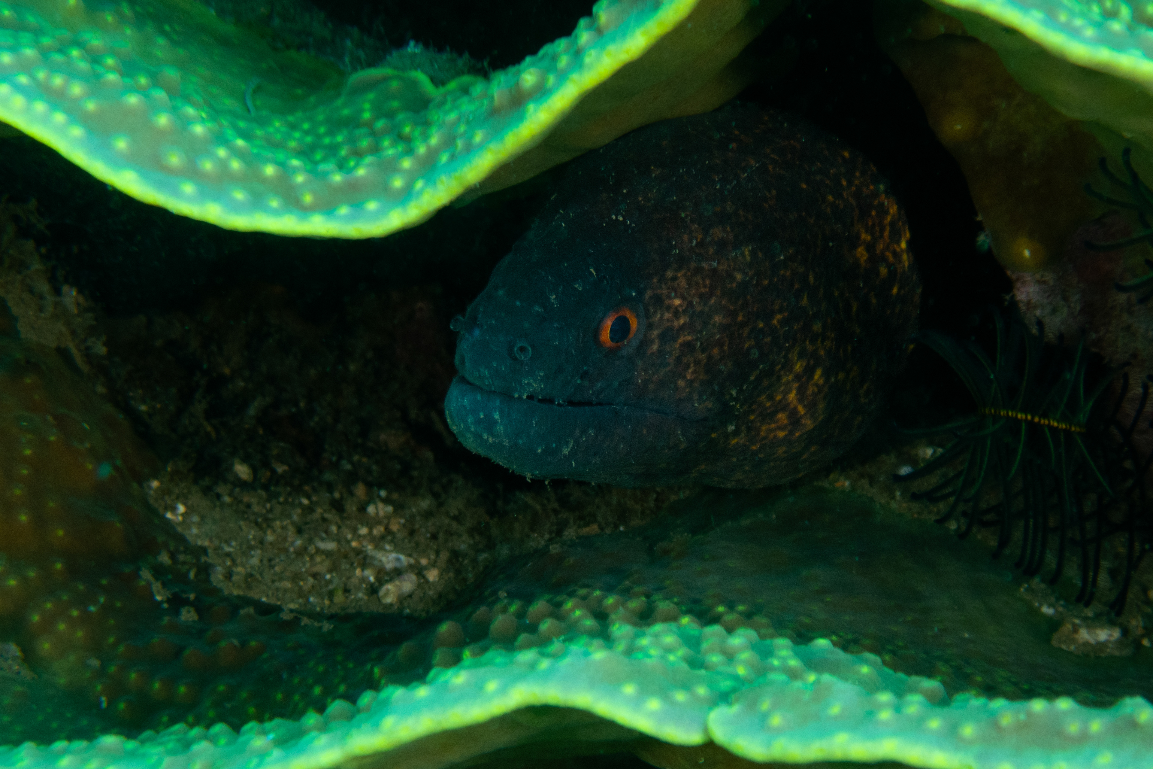 Yellow-Margin Moray Eel