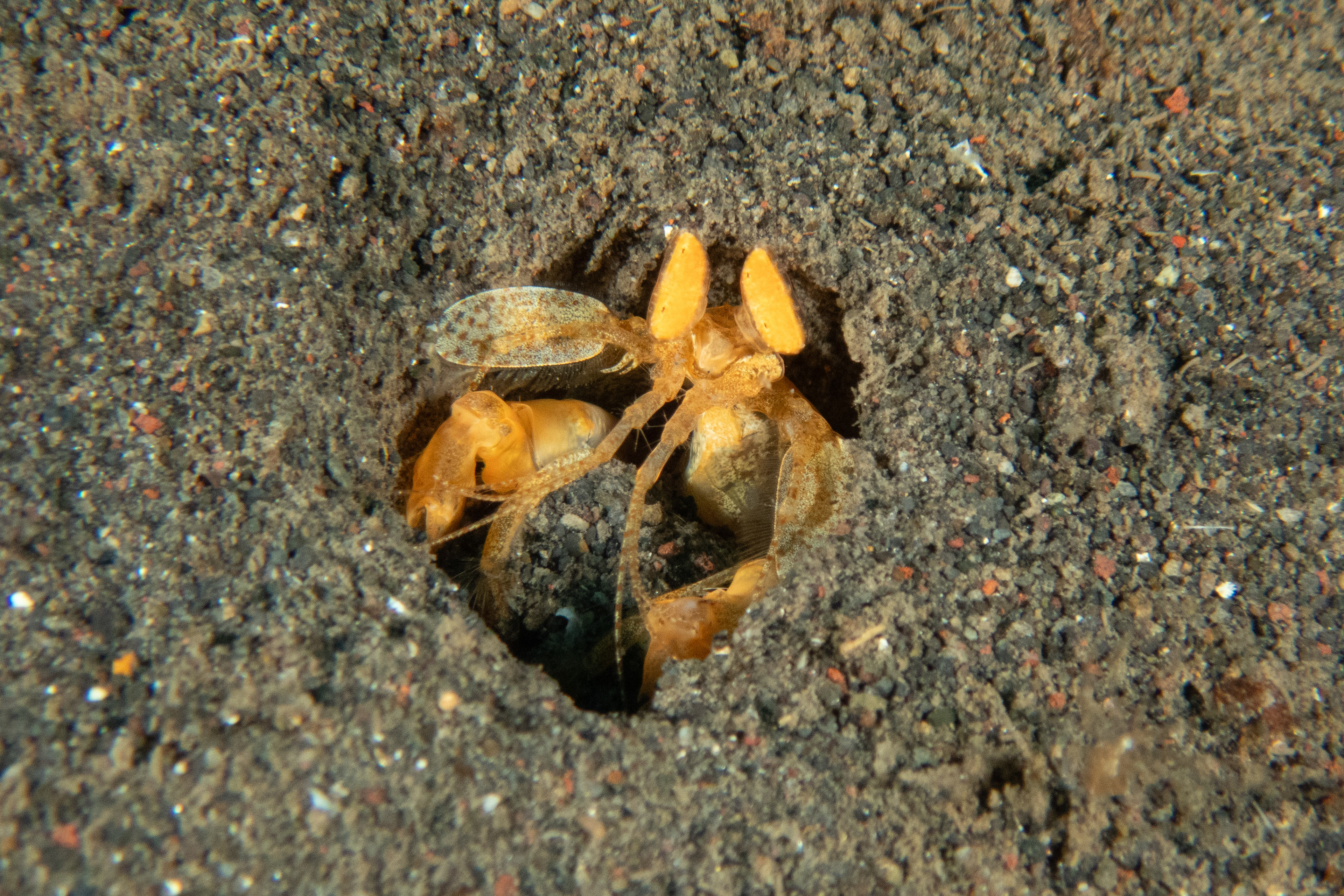 Golden Mantis Shrimp