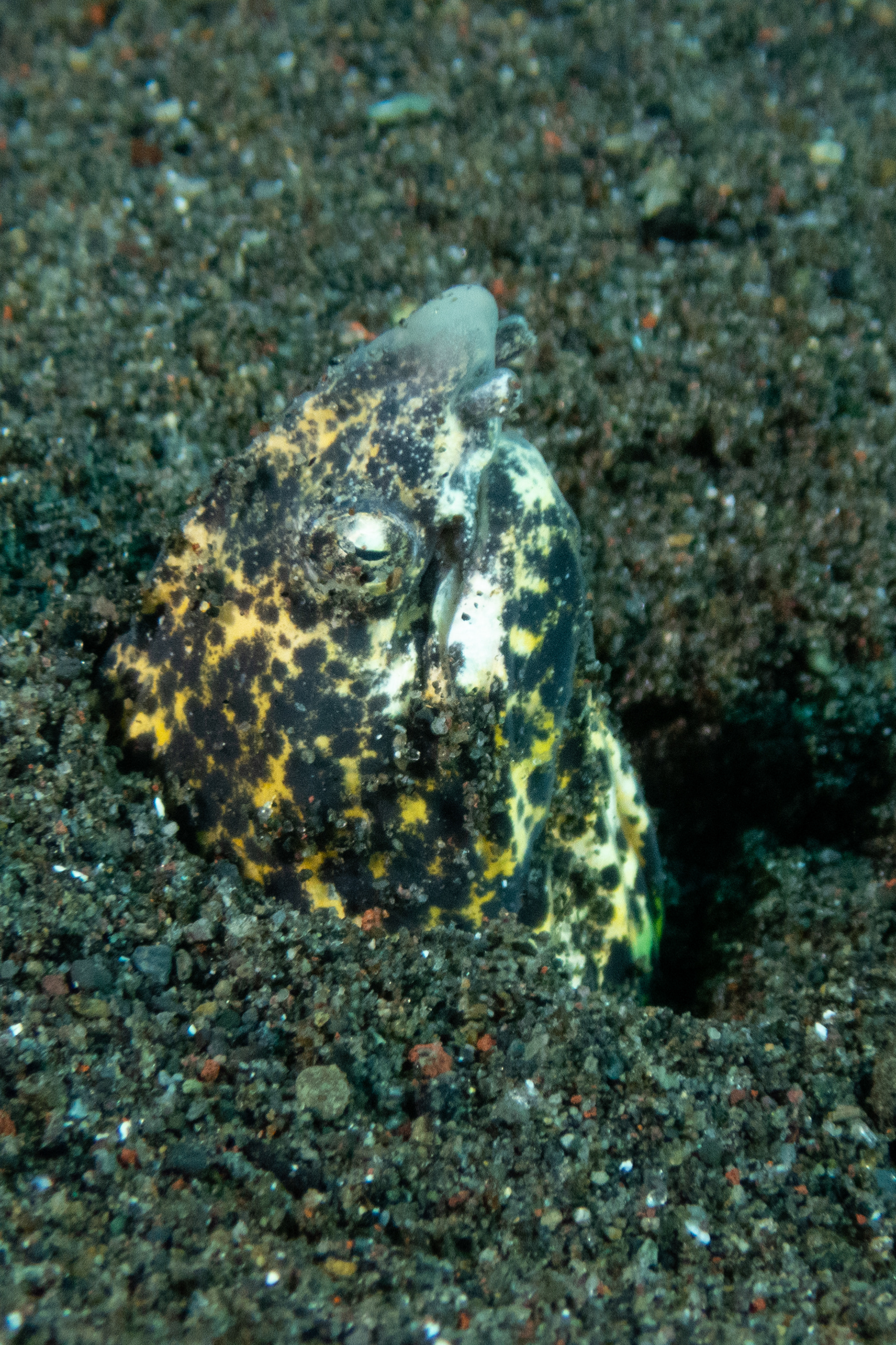 Marbled Snake Eel