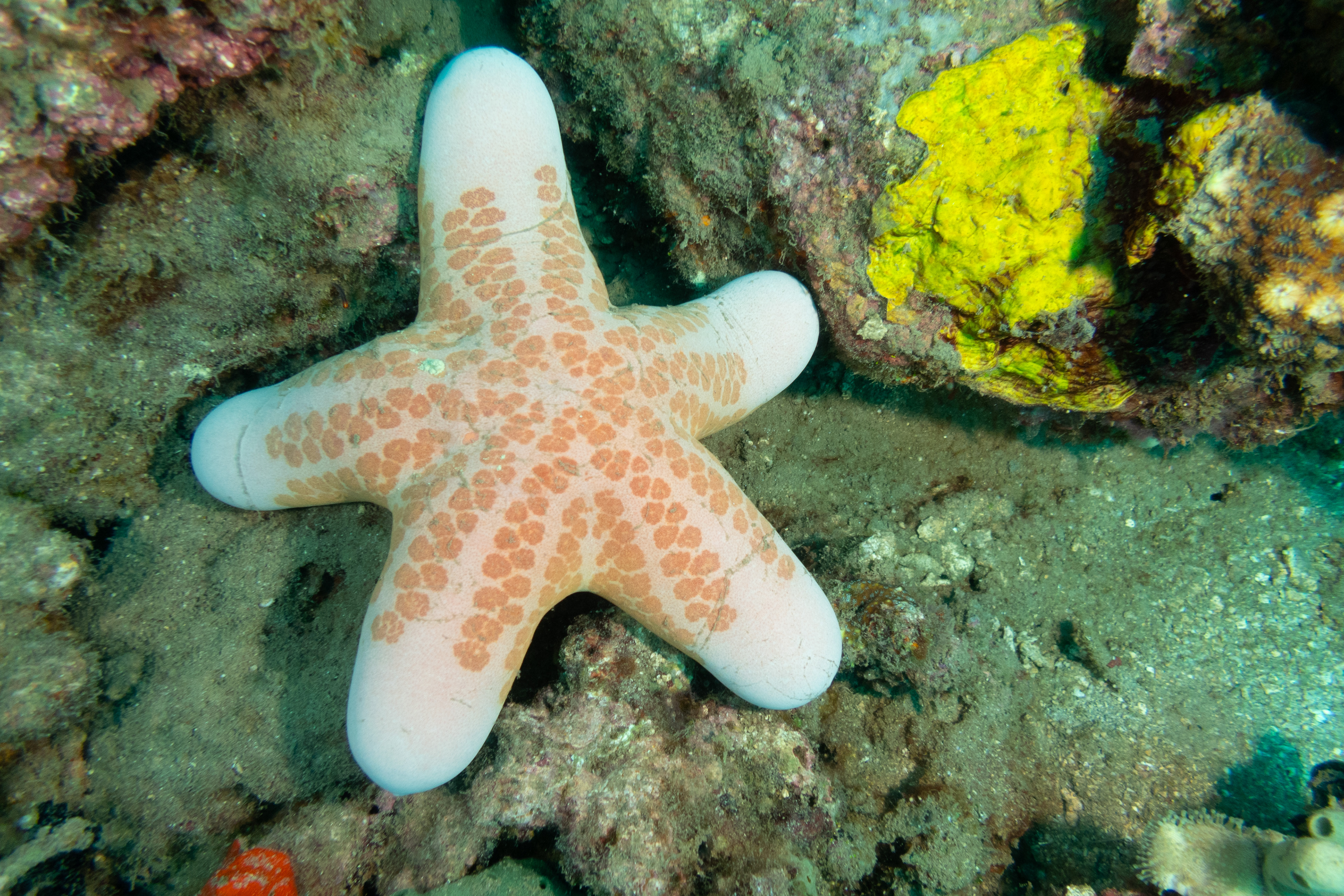 Granulated Sea Star