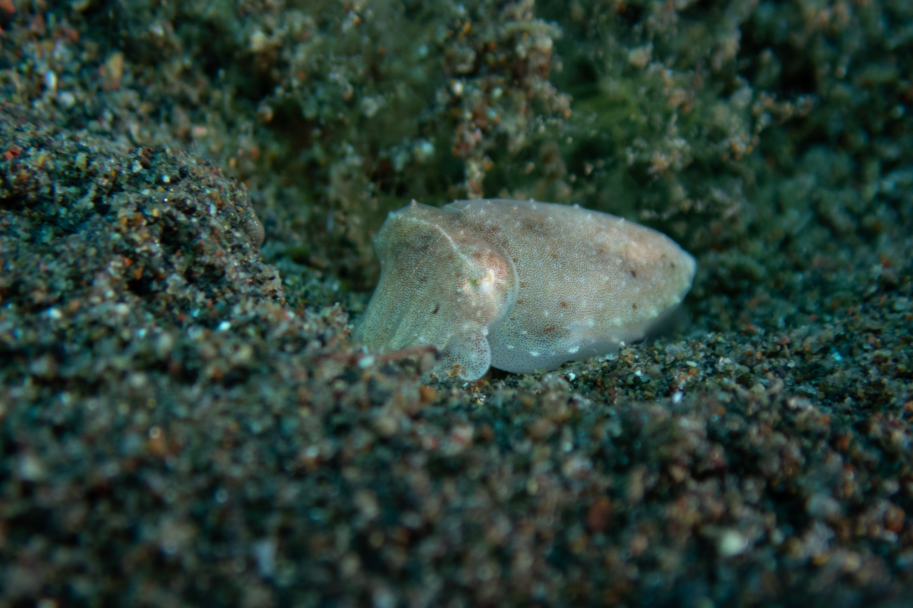 Juvenile Cuttlefish