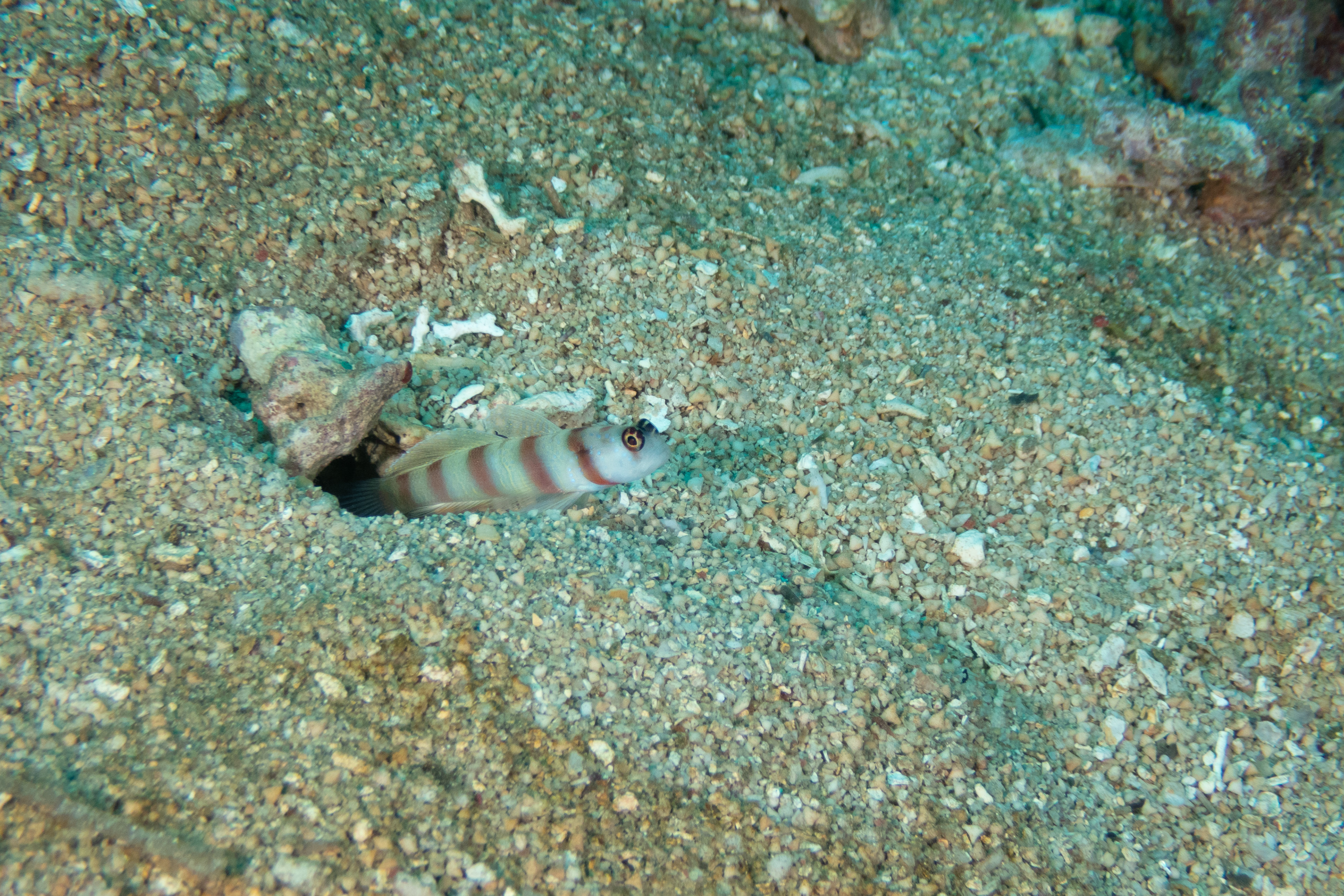 Steinitz' Shrimp Goby