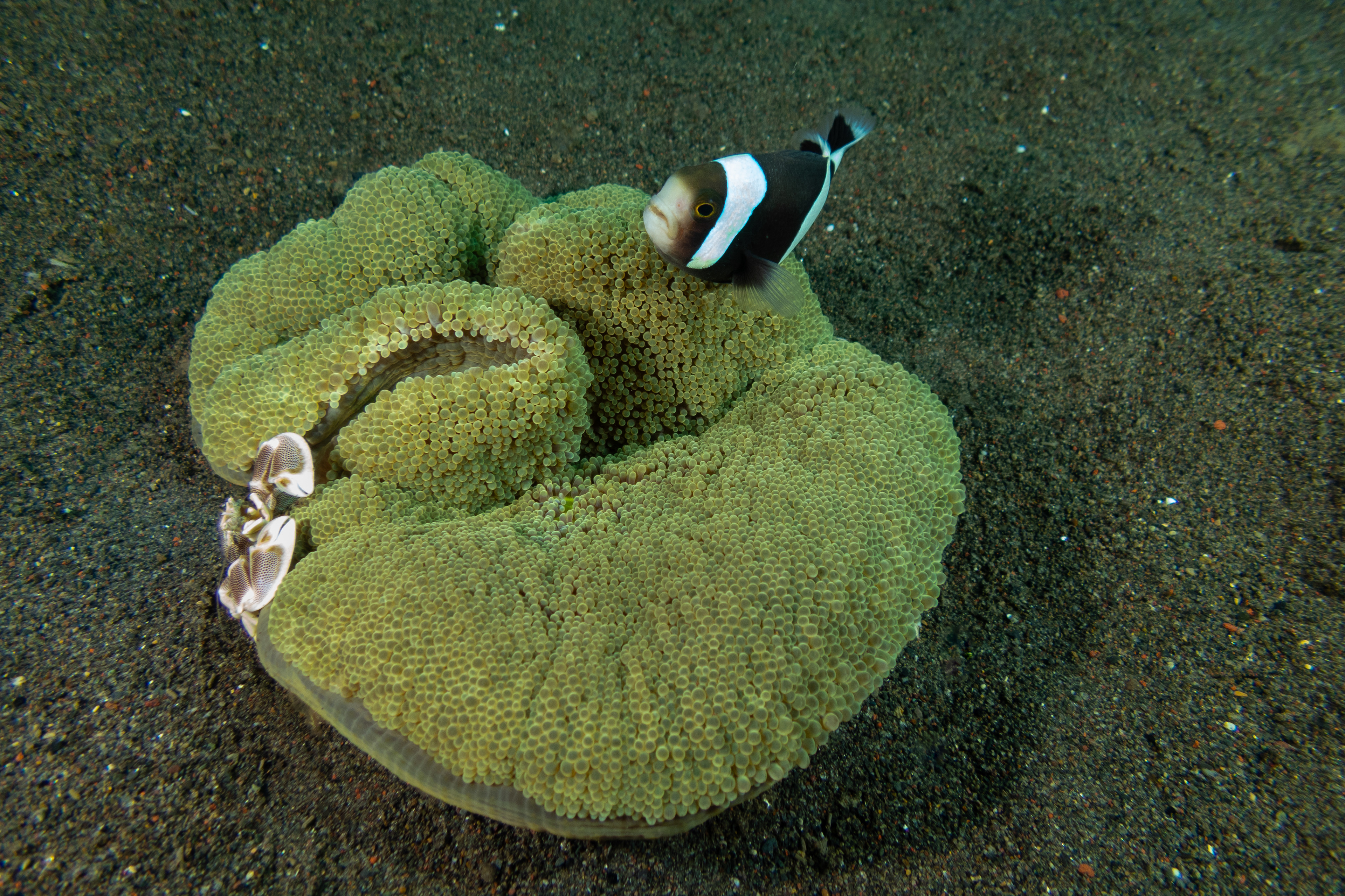 Saddleback Clownfish & Spotted Porcelain Crab