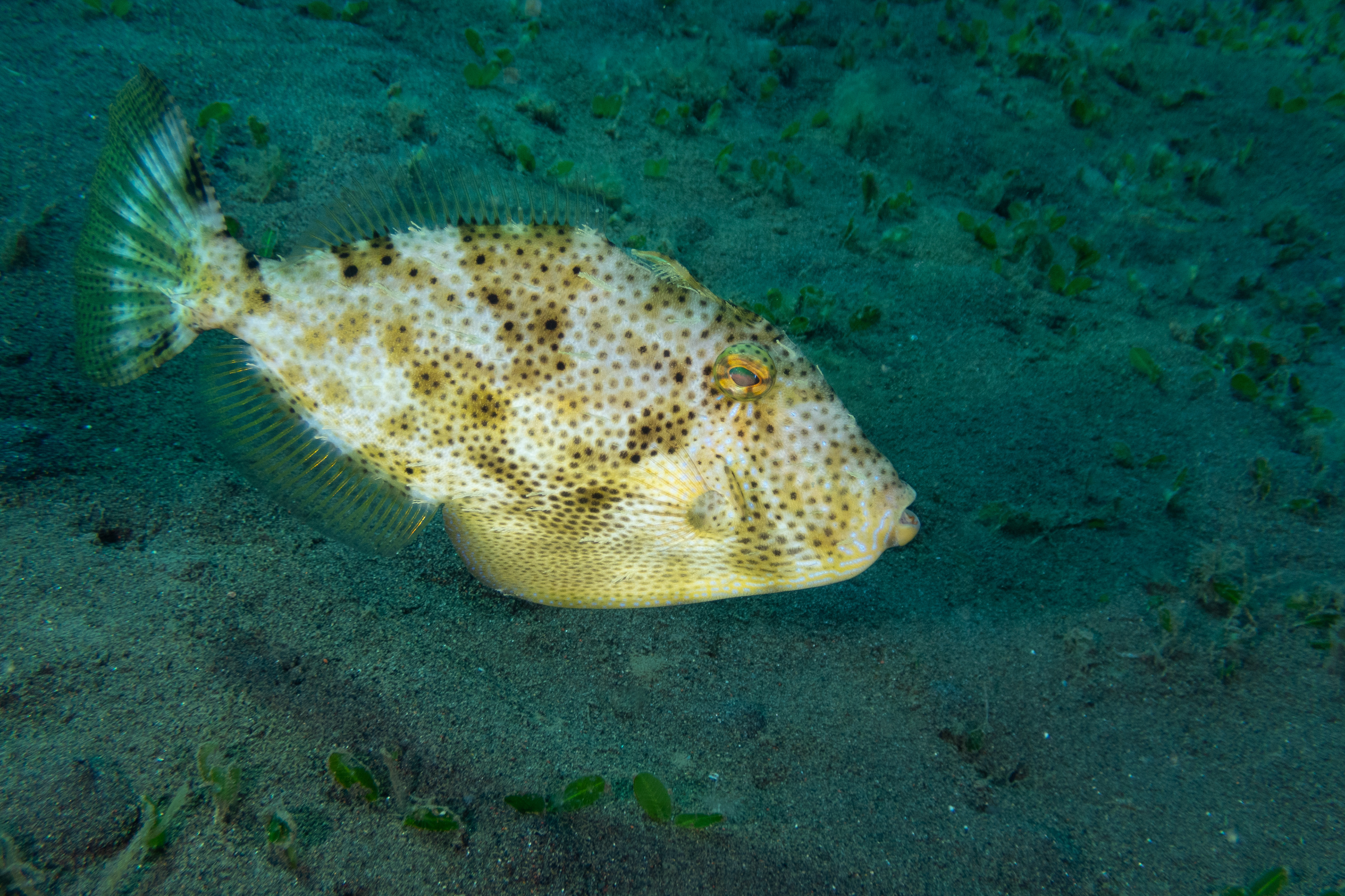 Strapweed Filefish