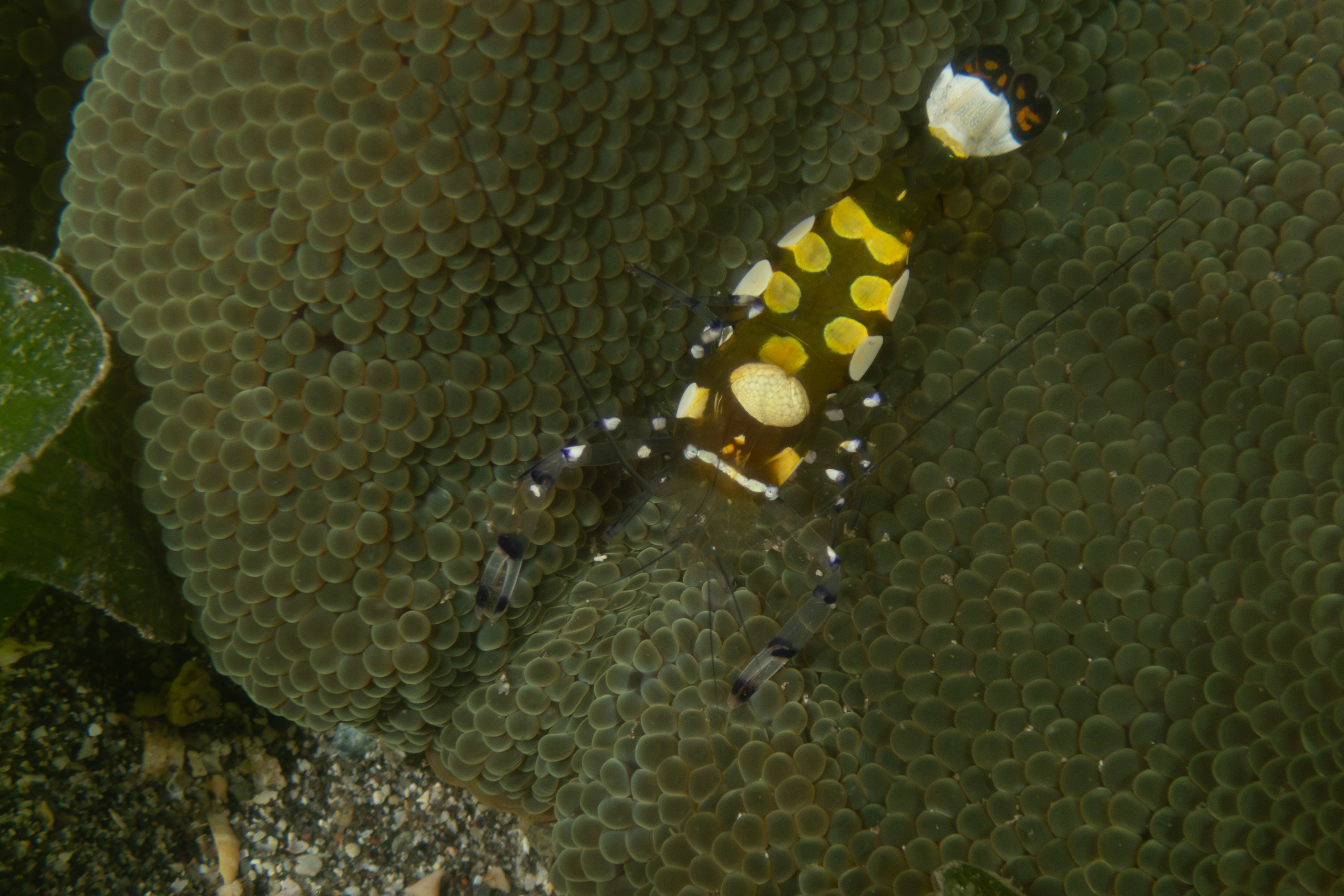 Peacock-Tail Anemone Shrimp