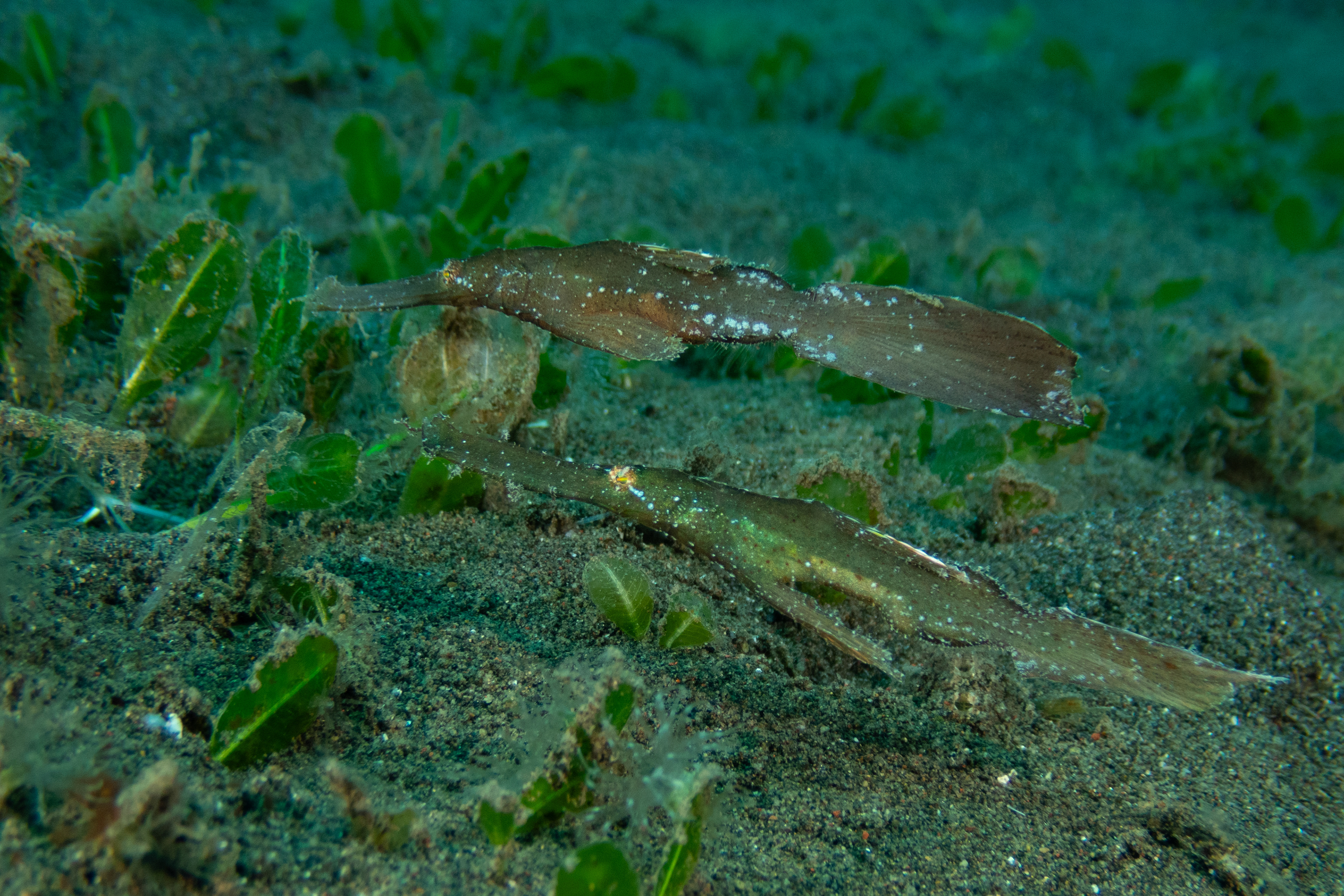 Robust Ghost Pipefish