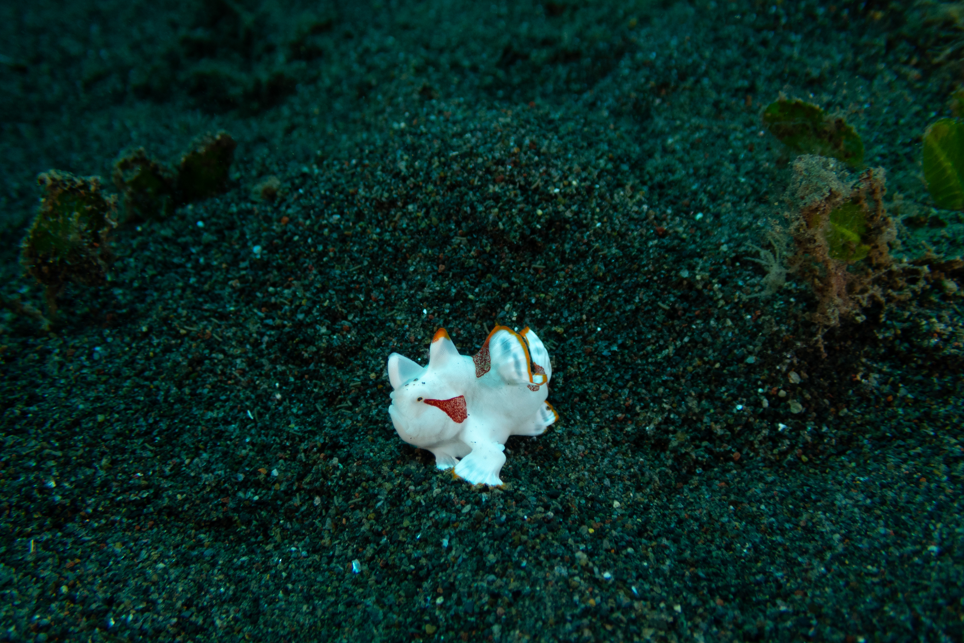 Warty Frogfish