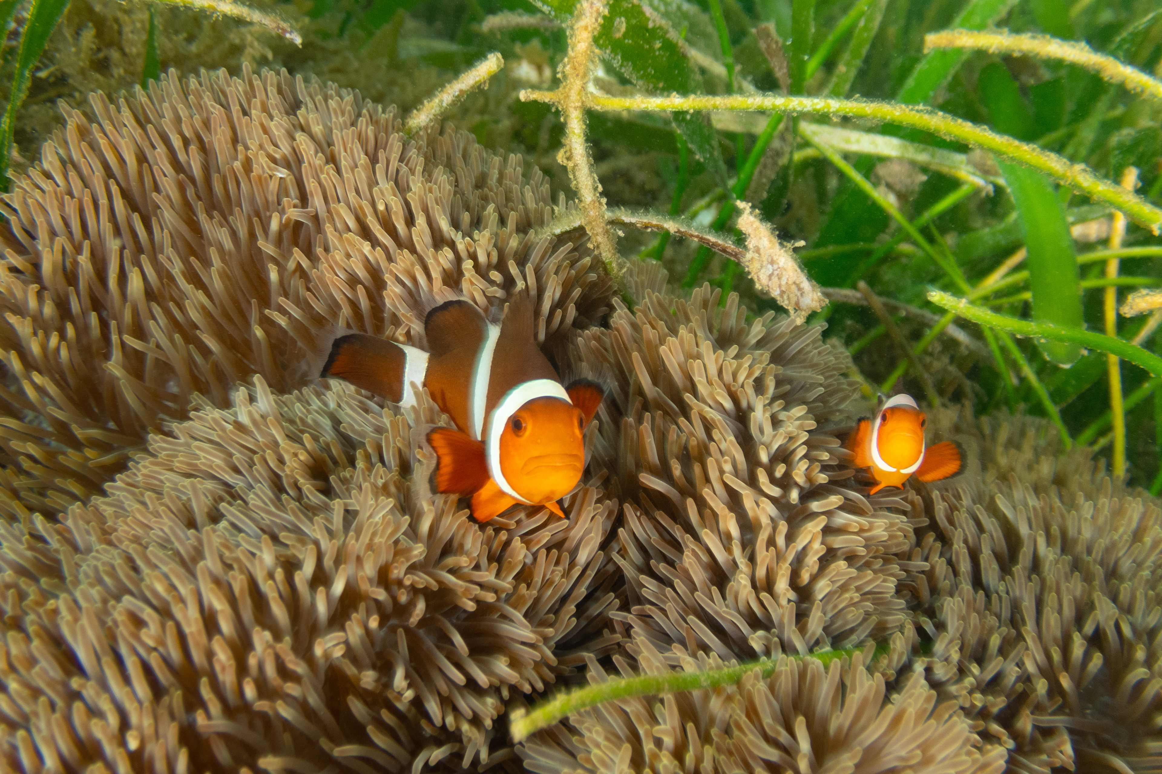 False Clown Anemonefish