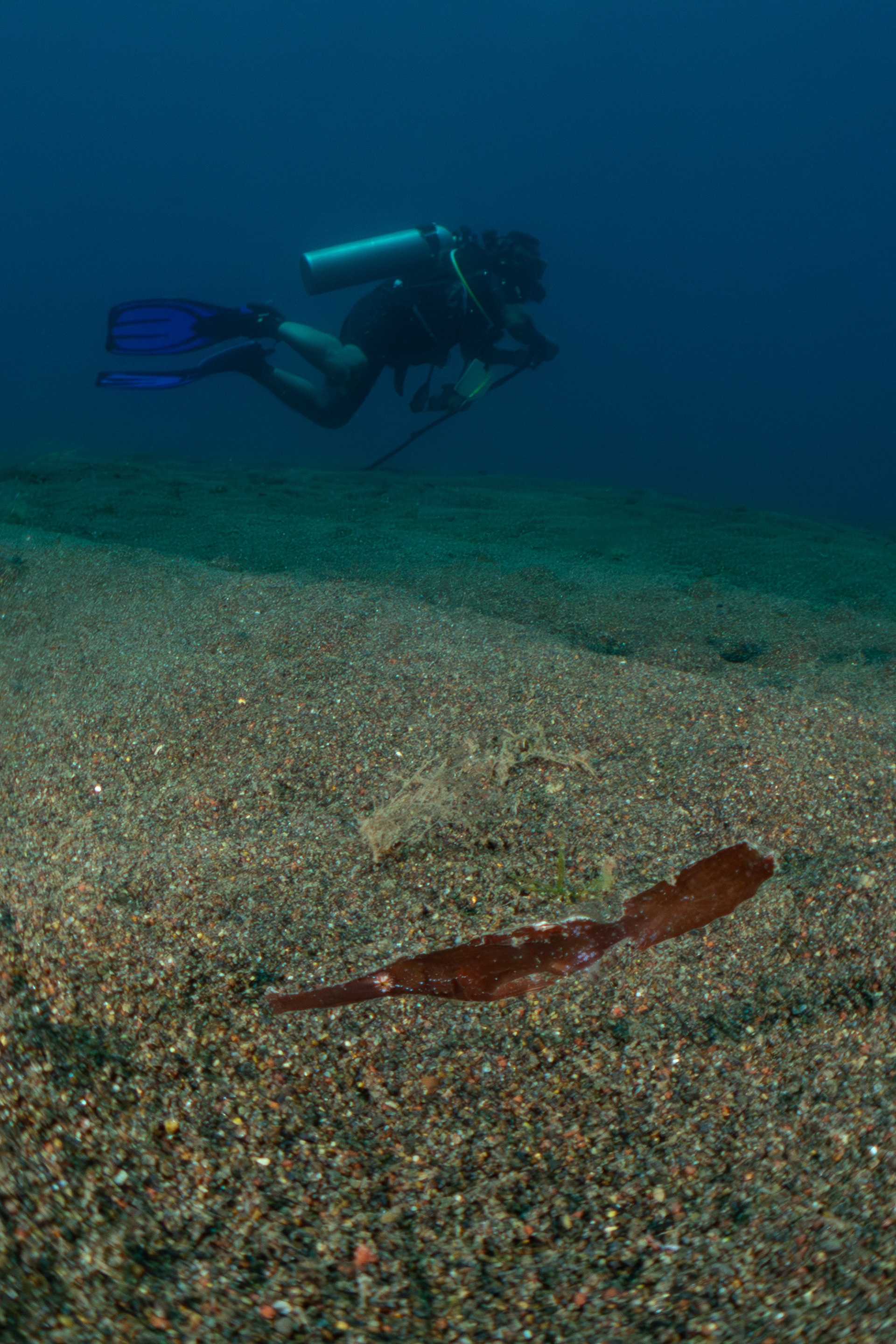 Robust Ghost Pipefish