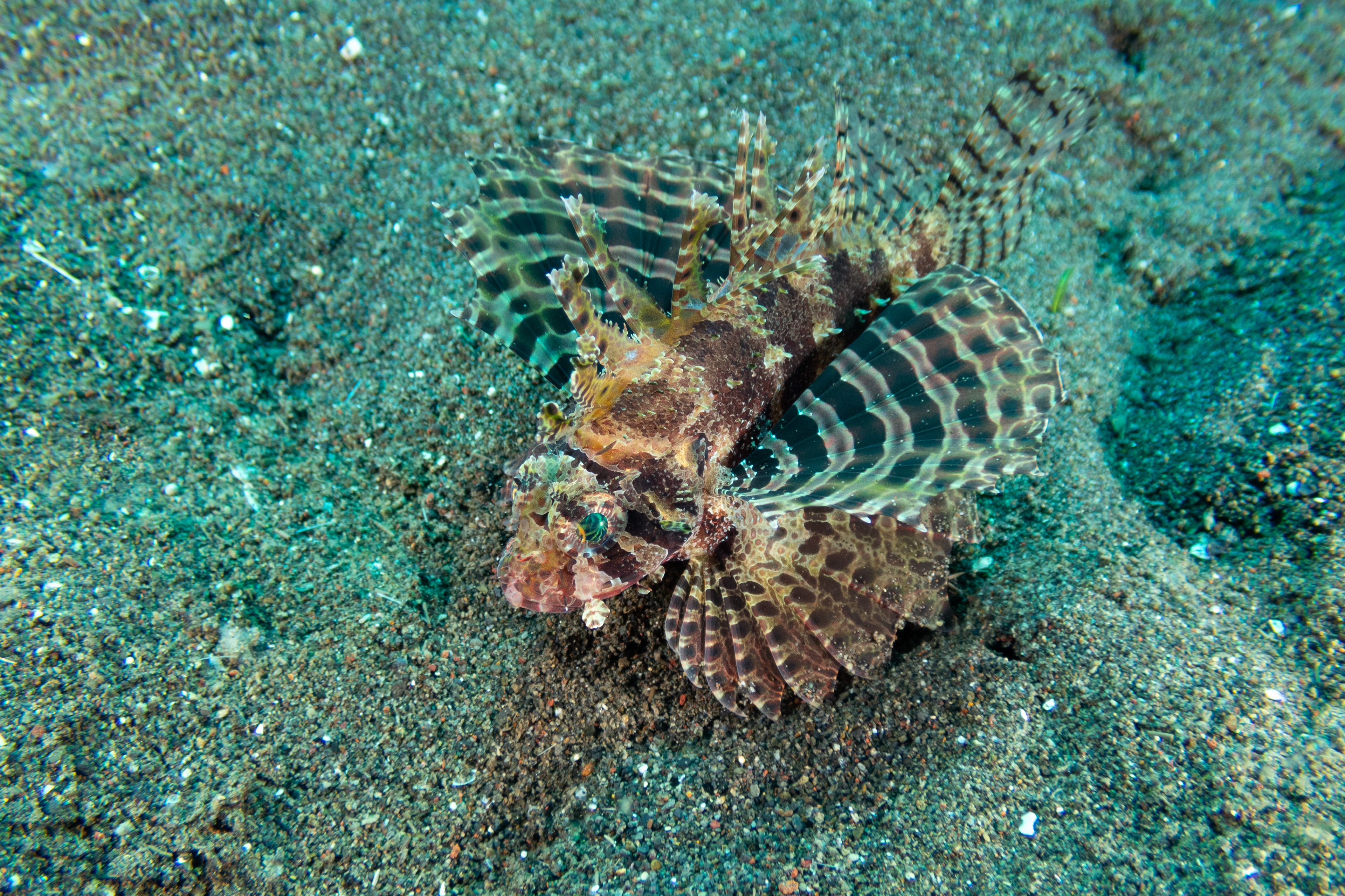 Shortfin Lionfish
