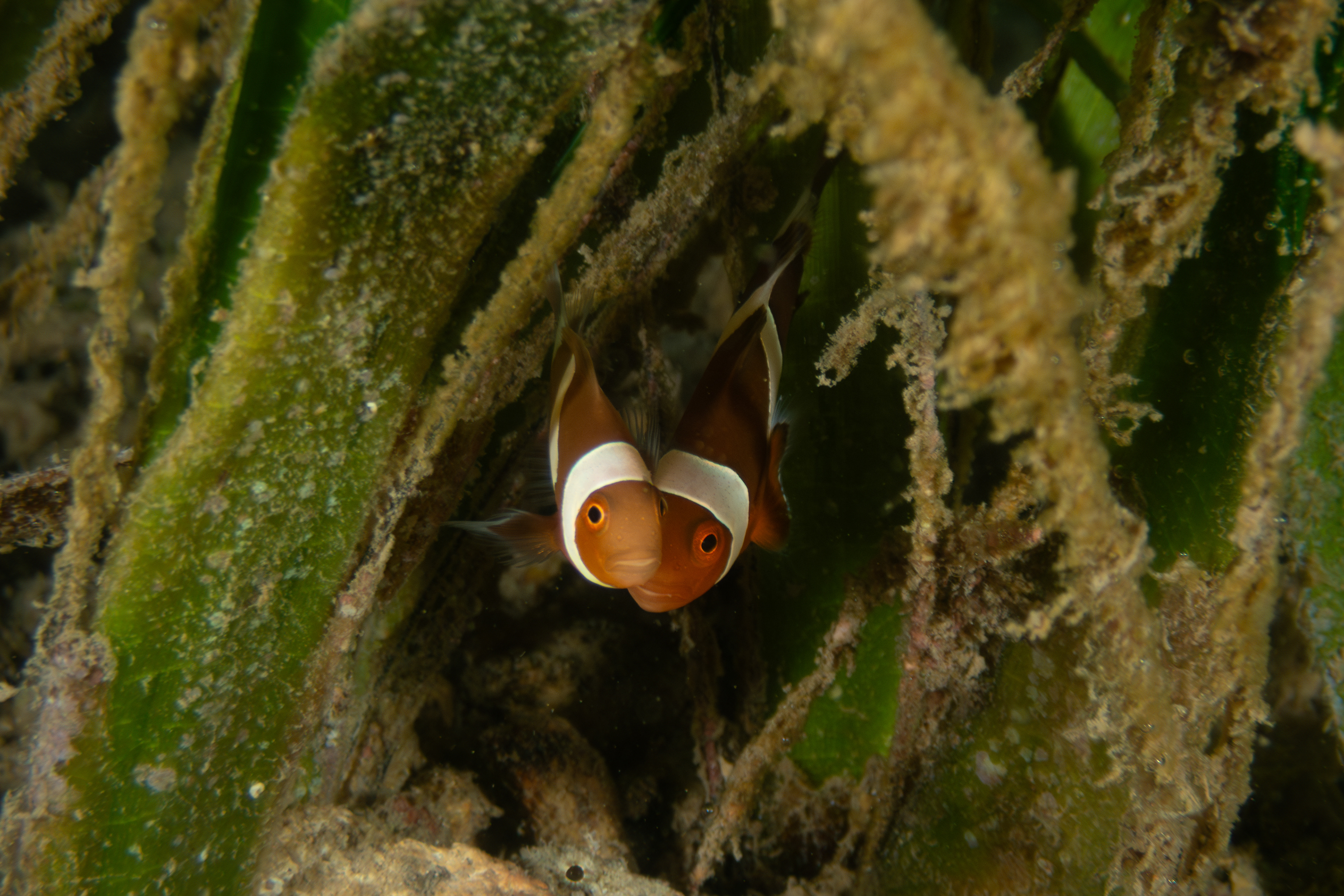 False Clown Anemonefish