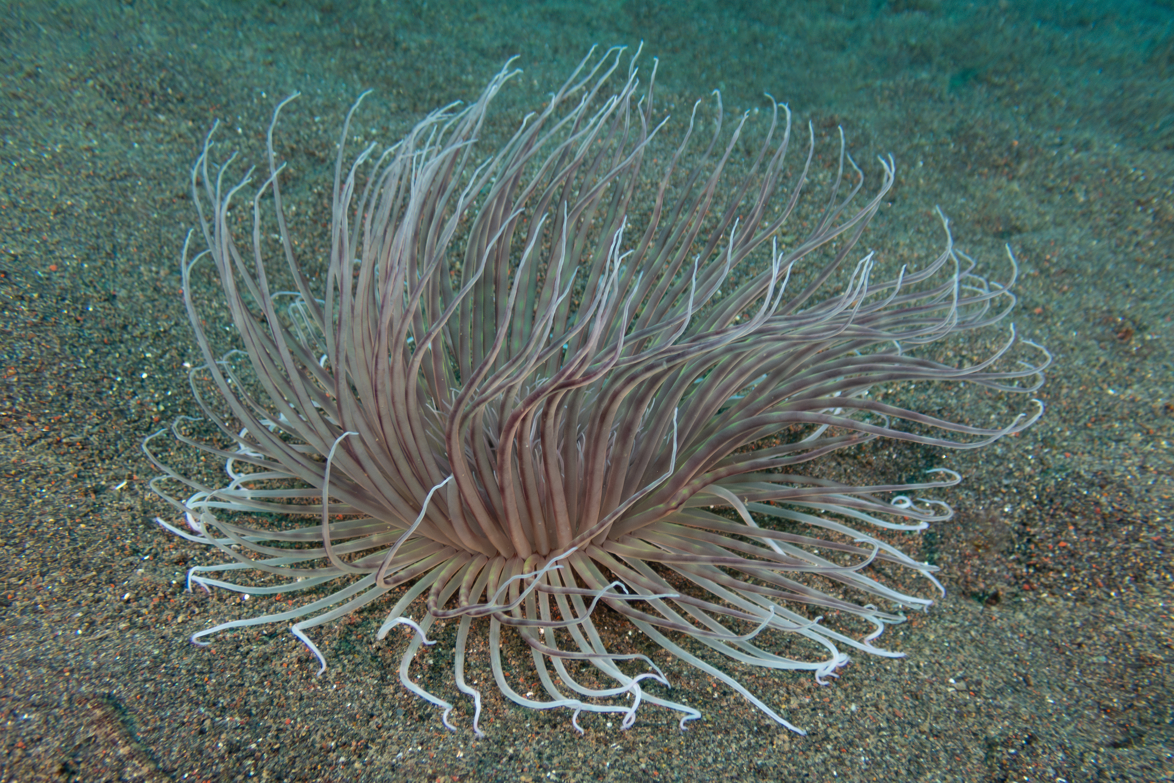 Flower Tube Anemone