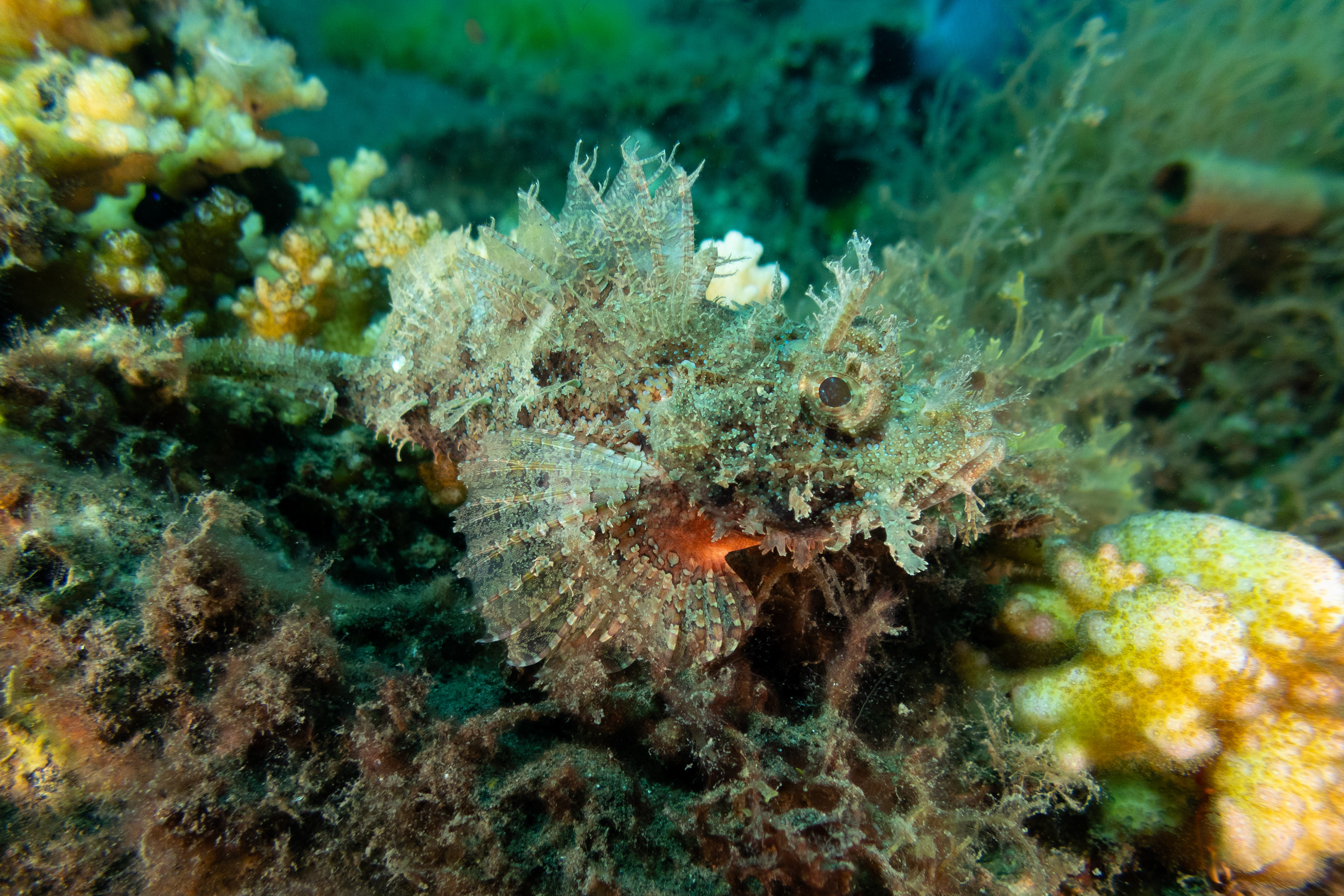 Raggy Scorpionfish