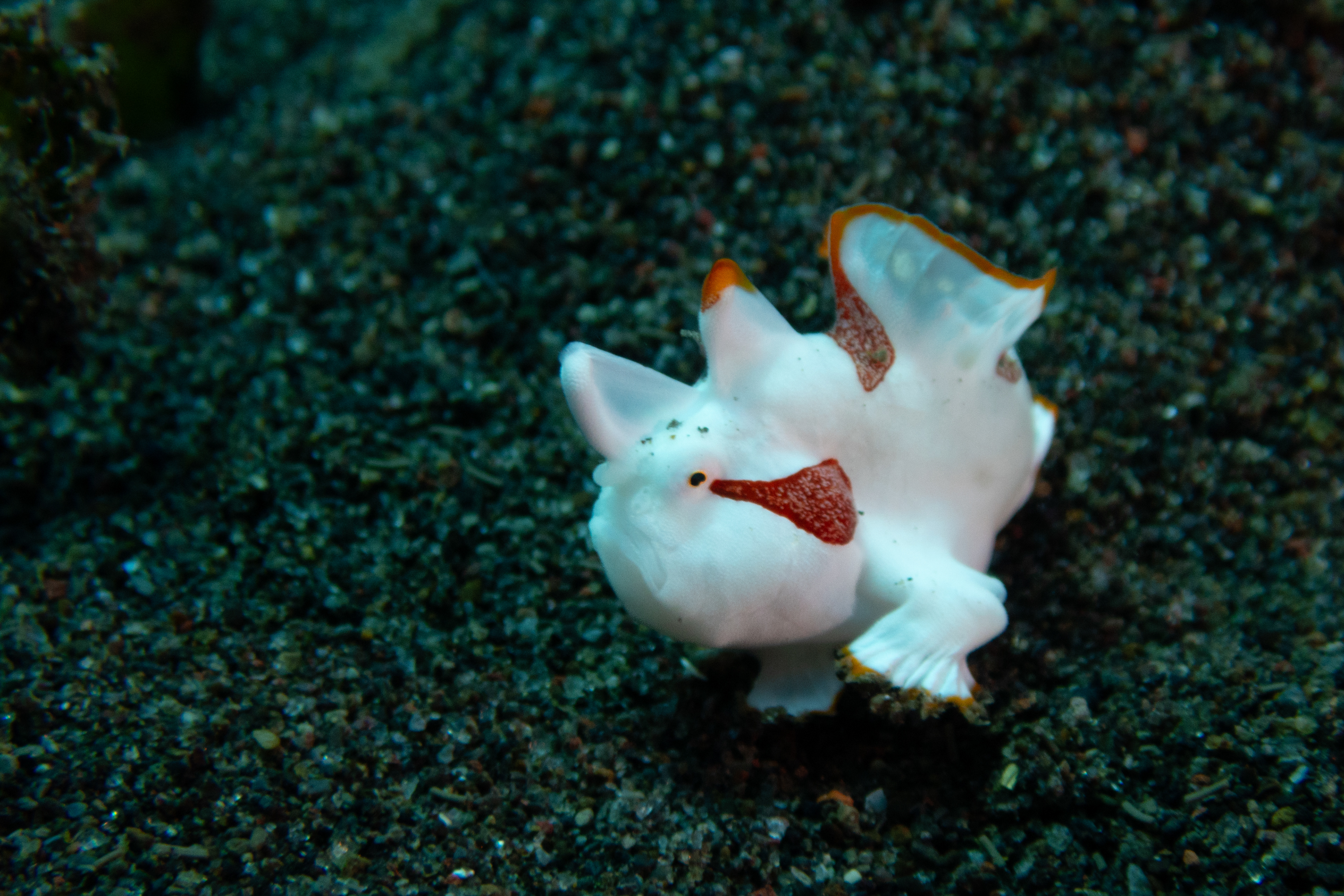 Warty Frogfish
