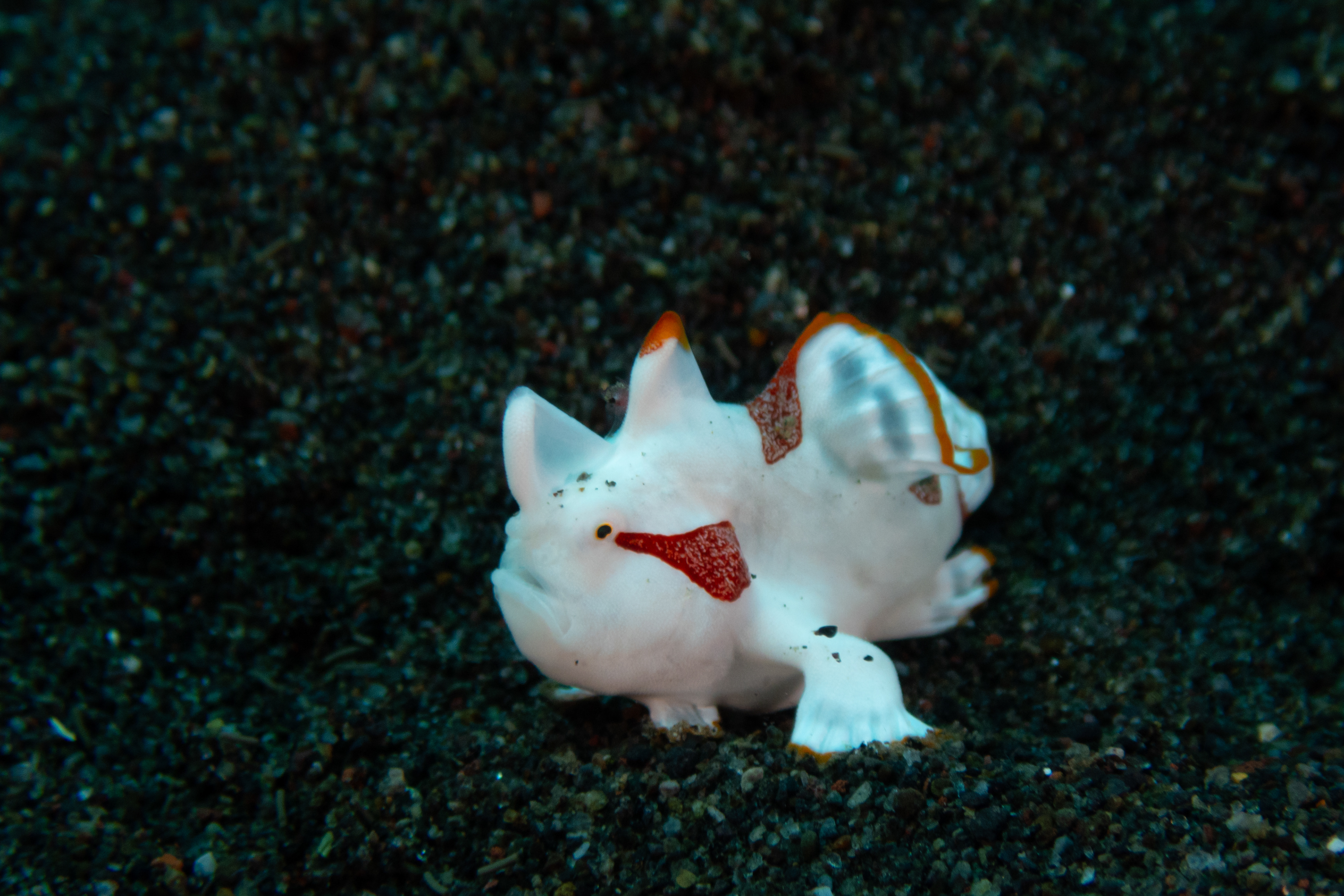 Warty Frogfish