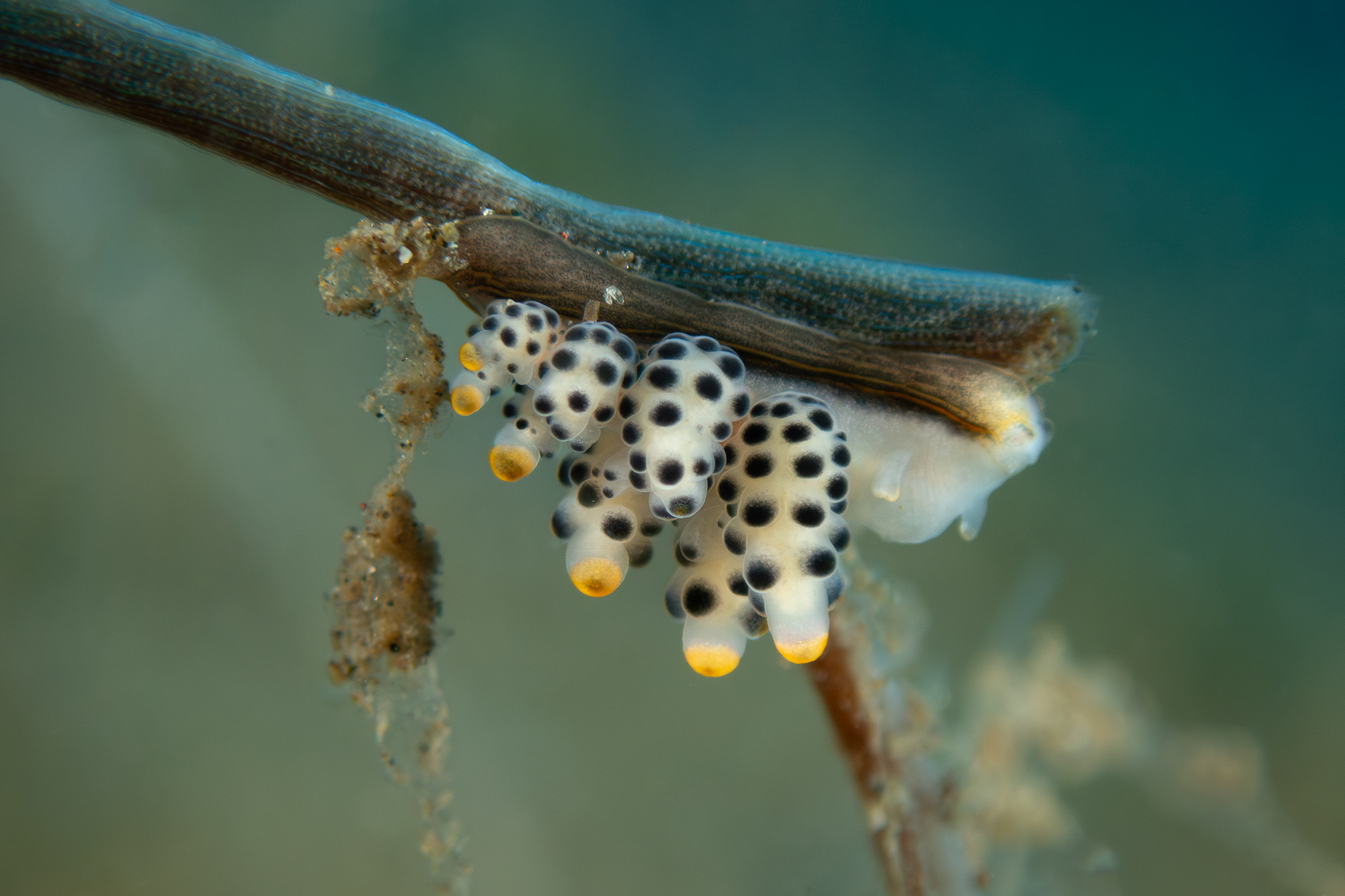 Black-Spotted Doto