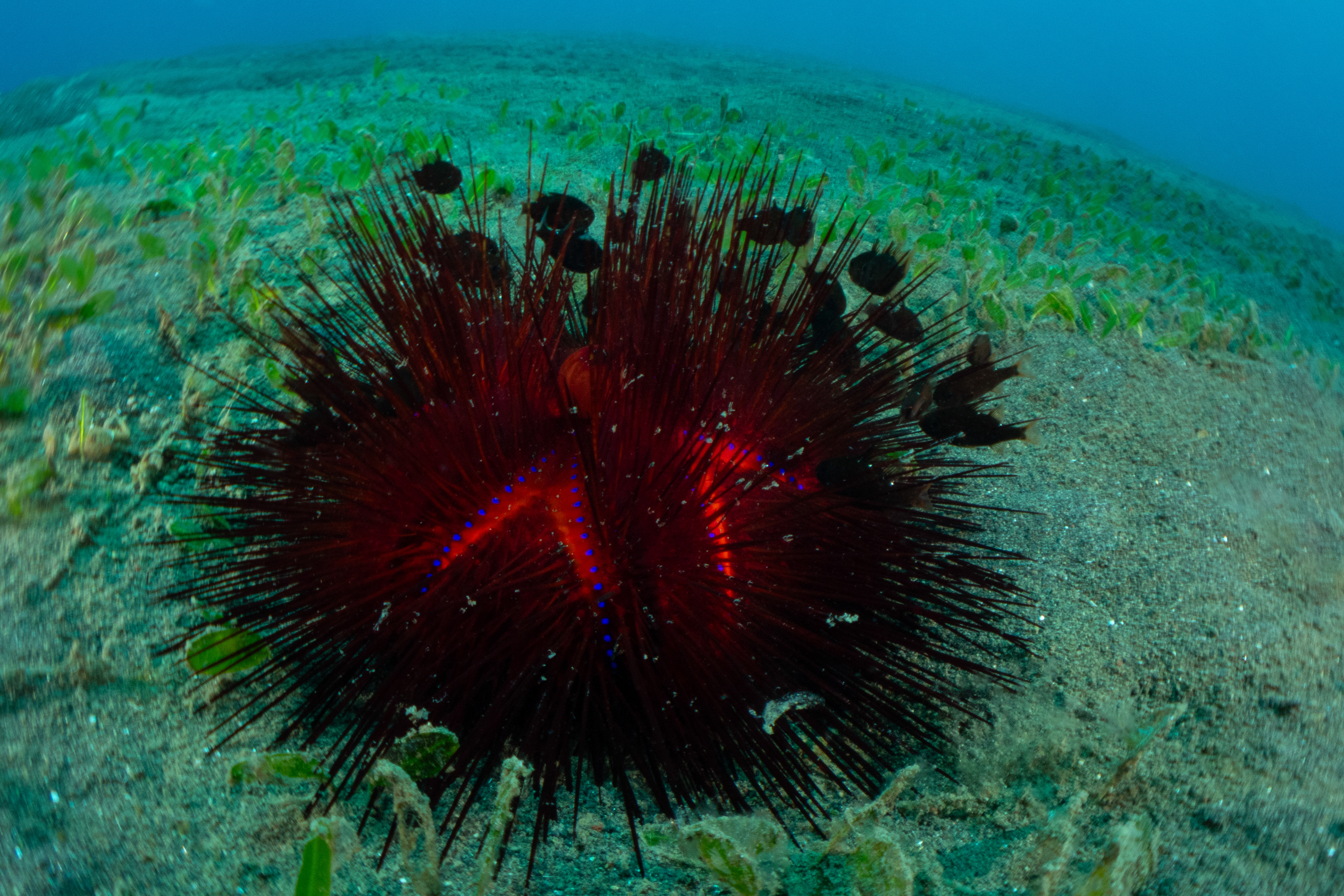 Radiant Sea Urchin
