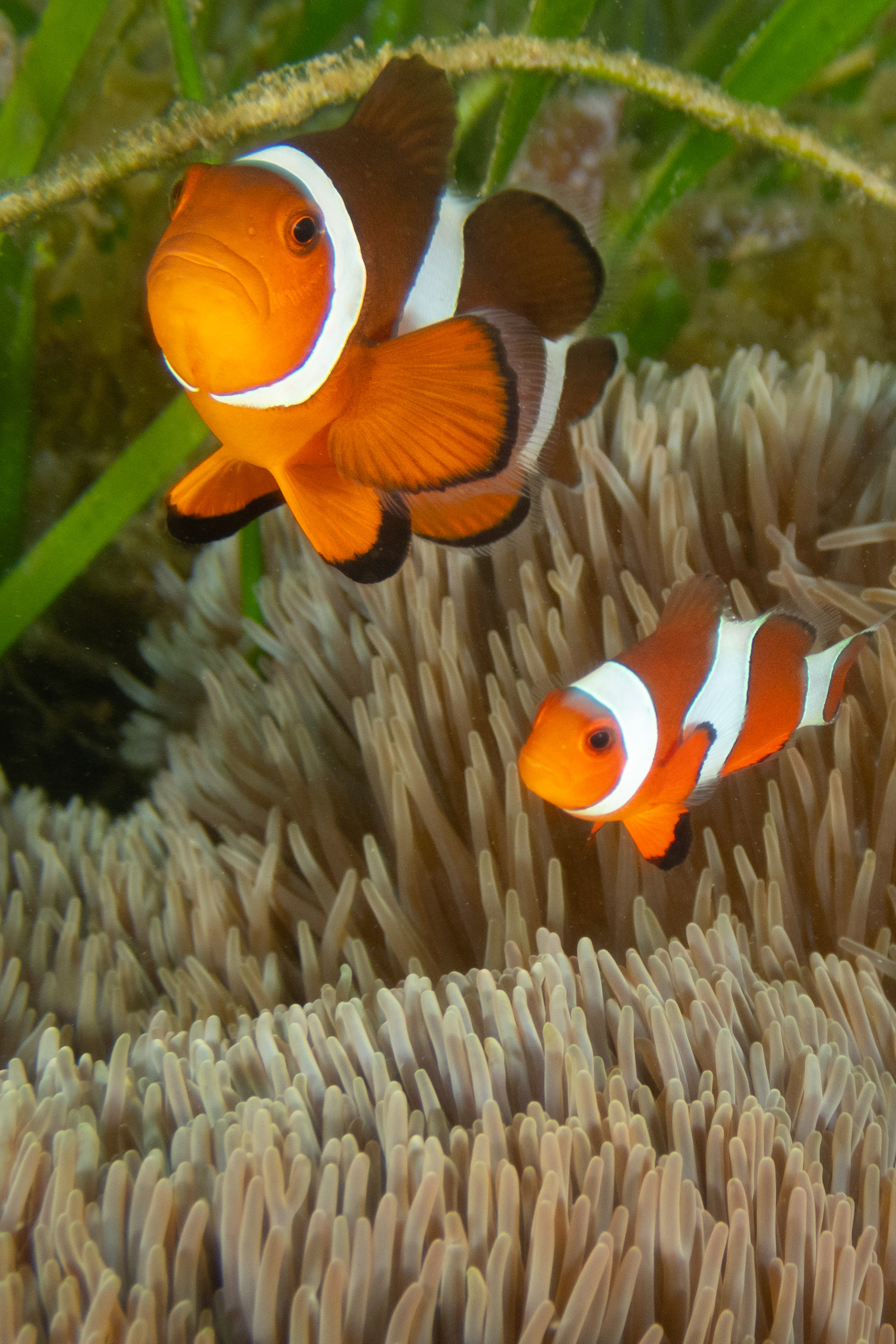False Clown Anemonefish