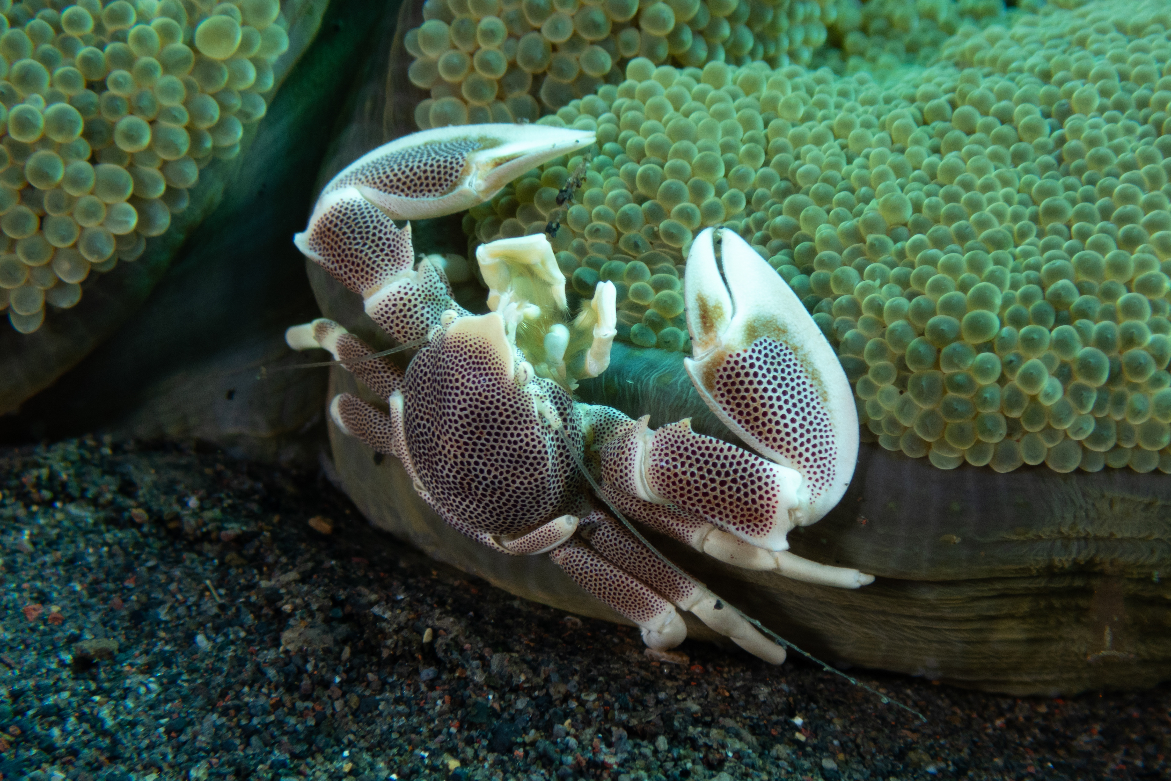 Spotted Porcelain Crab