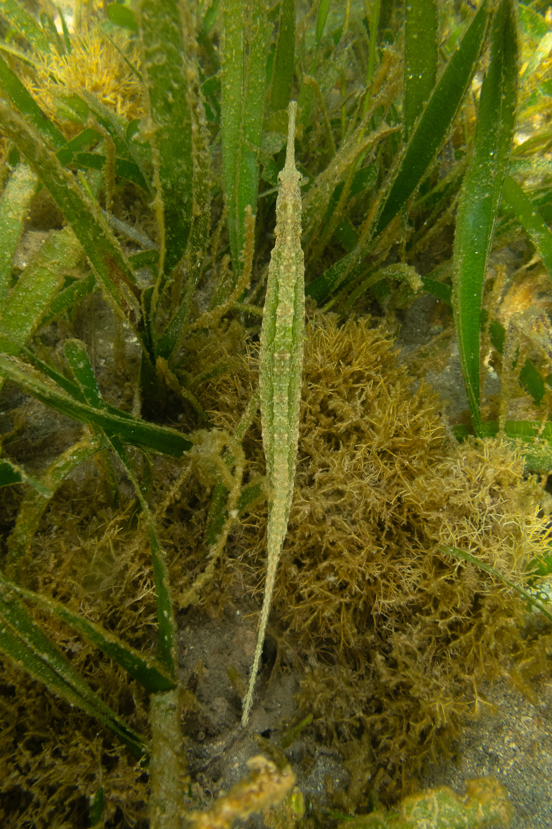 Double-Ended Pipefish