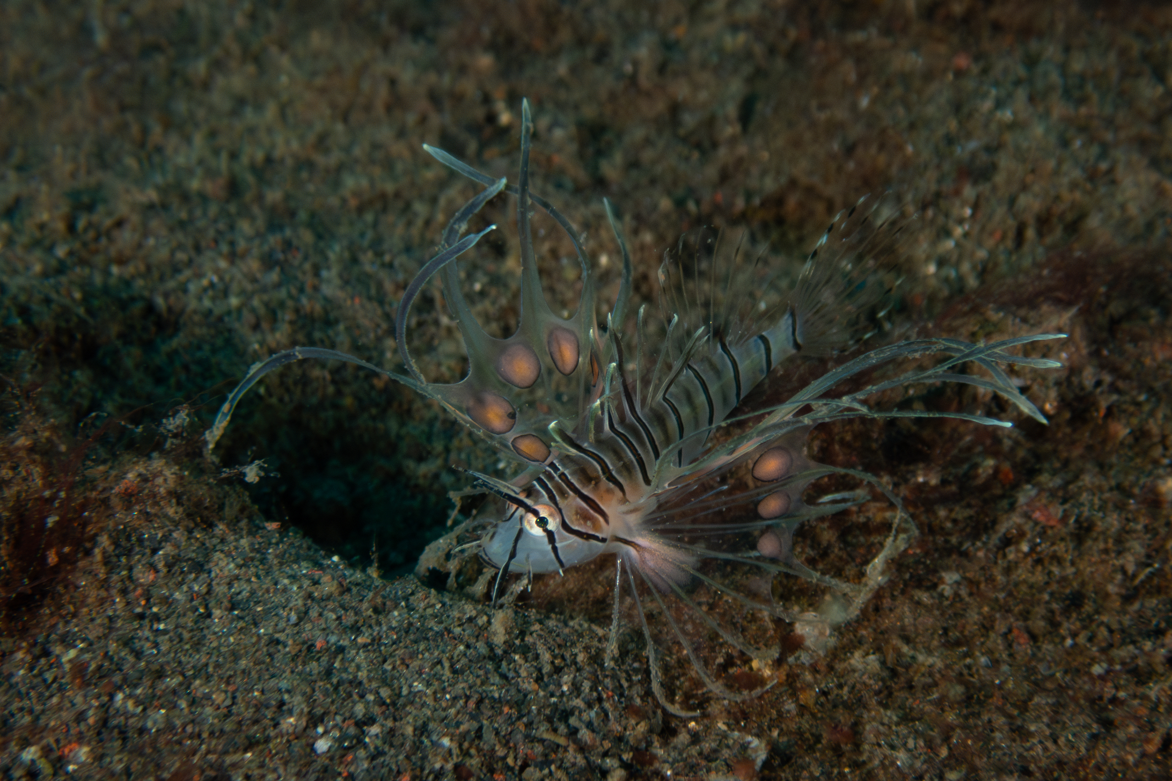 Juvenile Lionfish