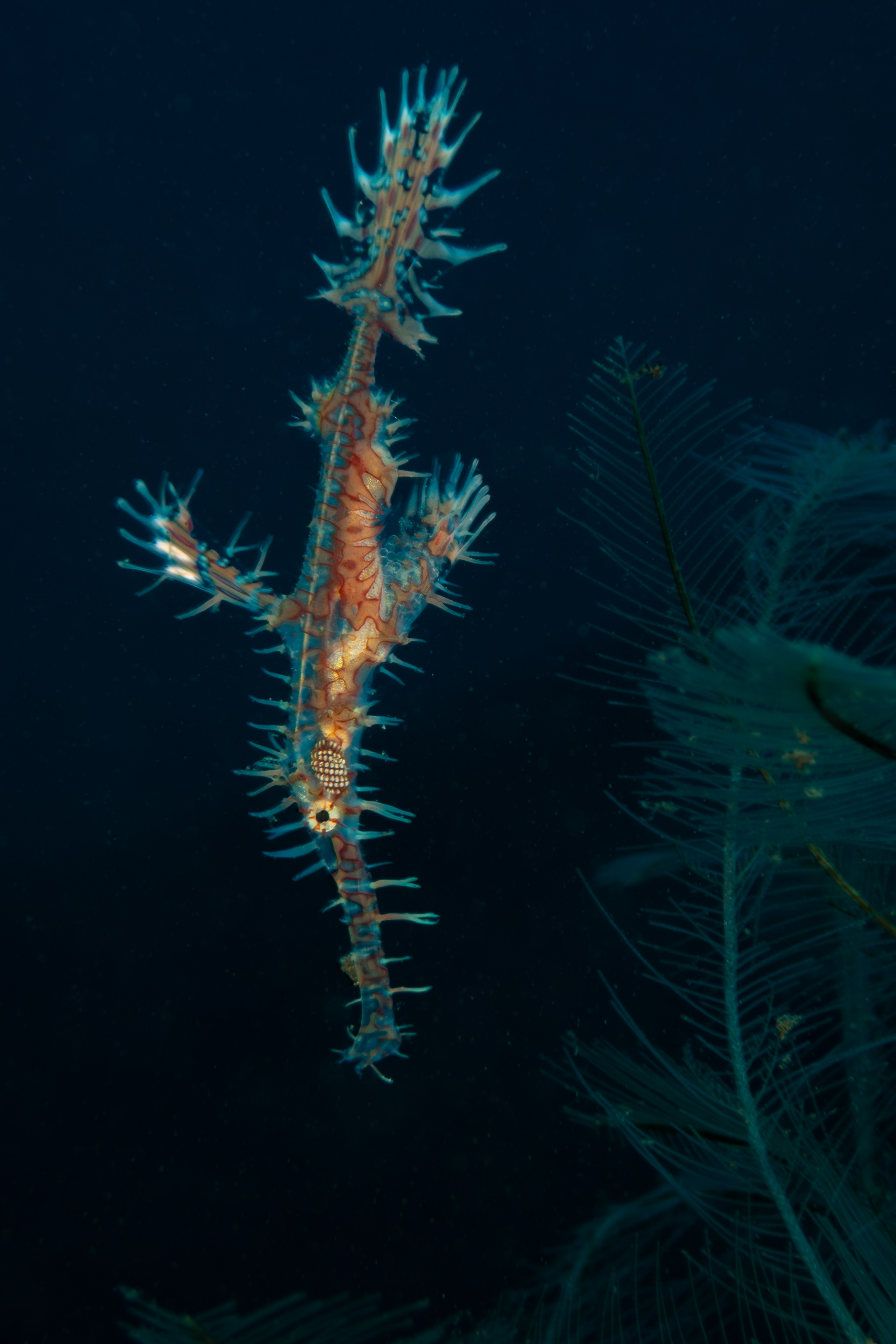 Ornate Ghost Pipefish