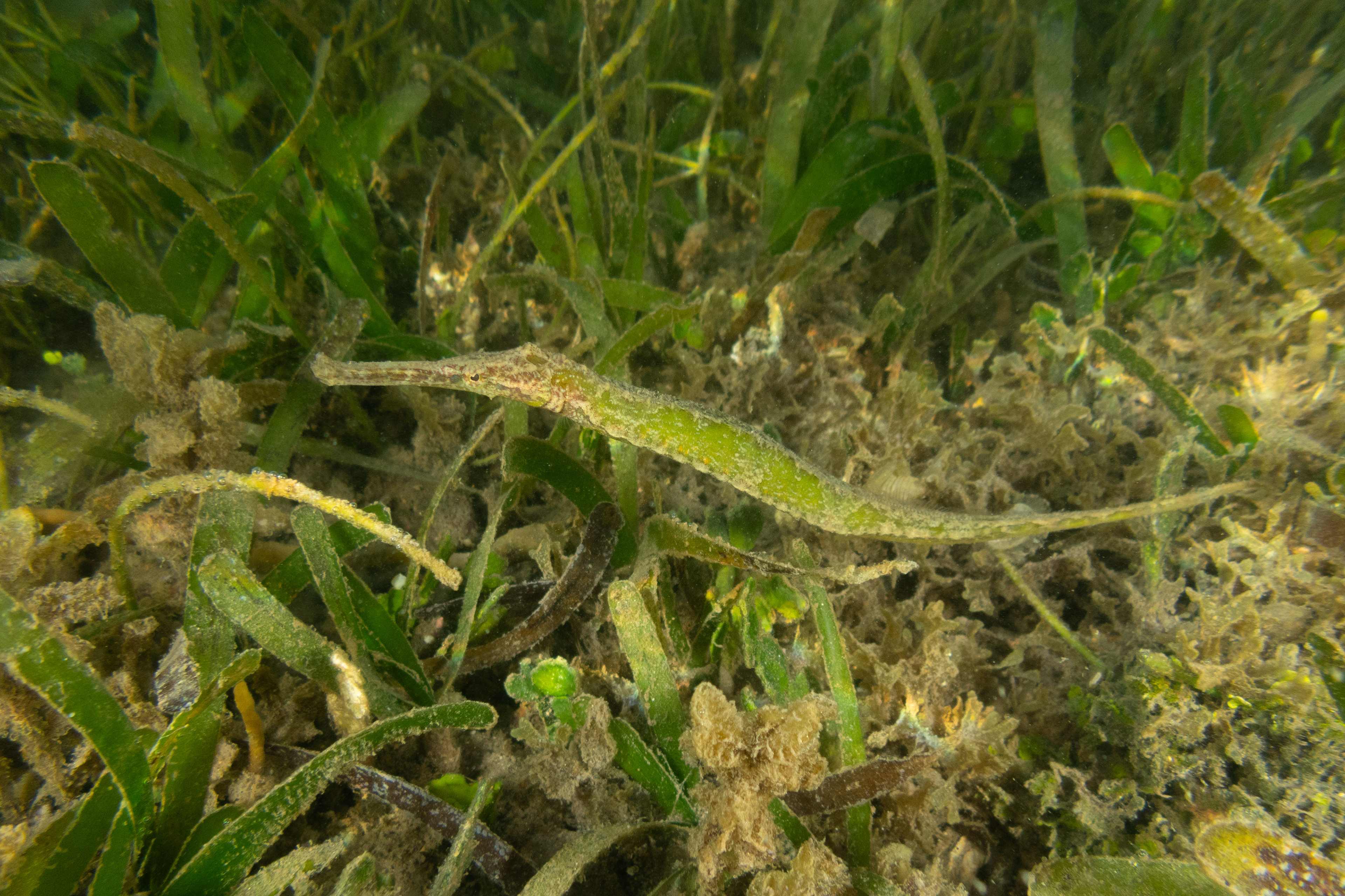 Double-Ended Pipefish