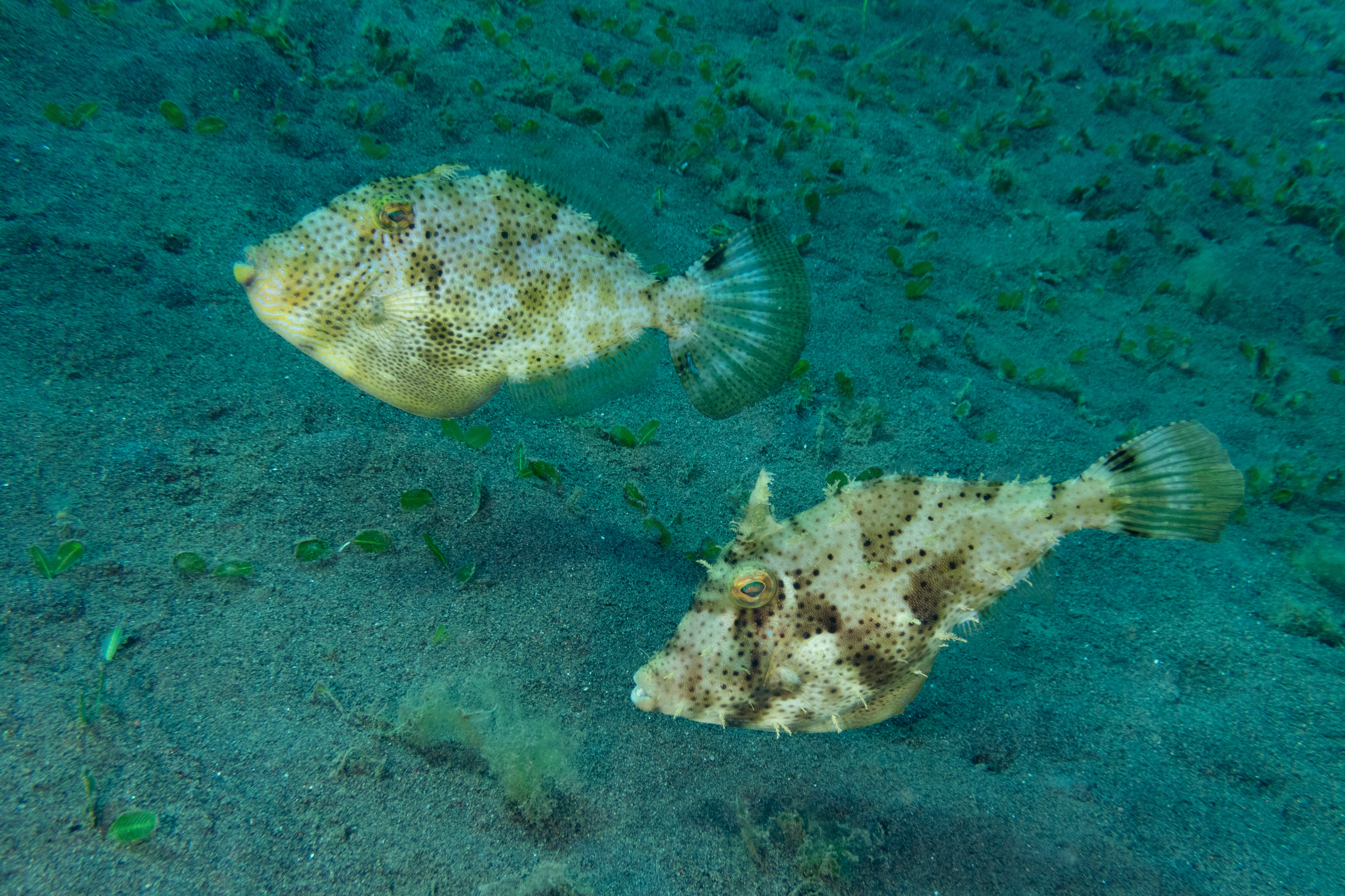 Strapweed Filefish