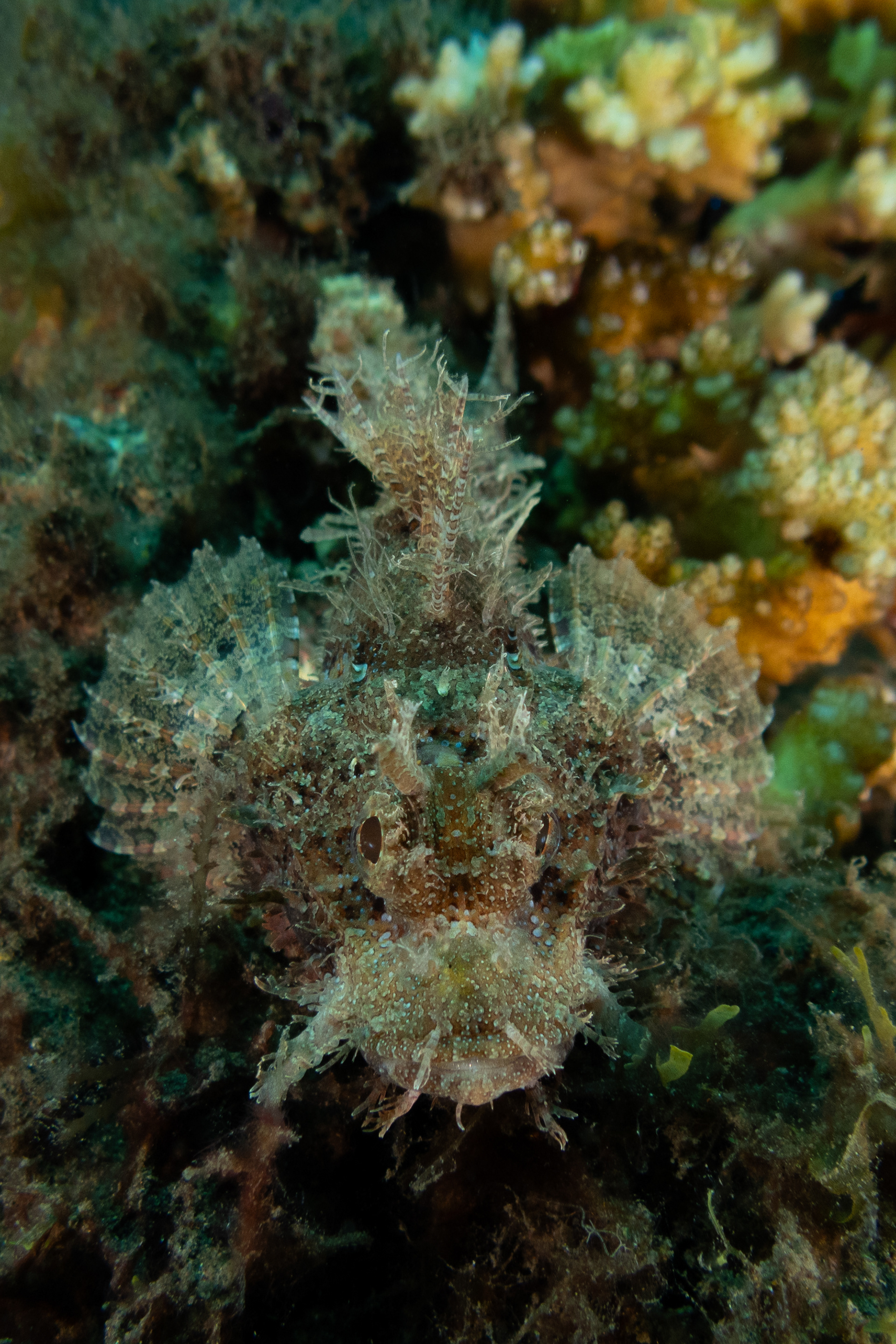Raggy Scorpionfish