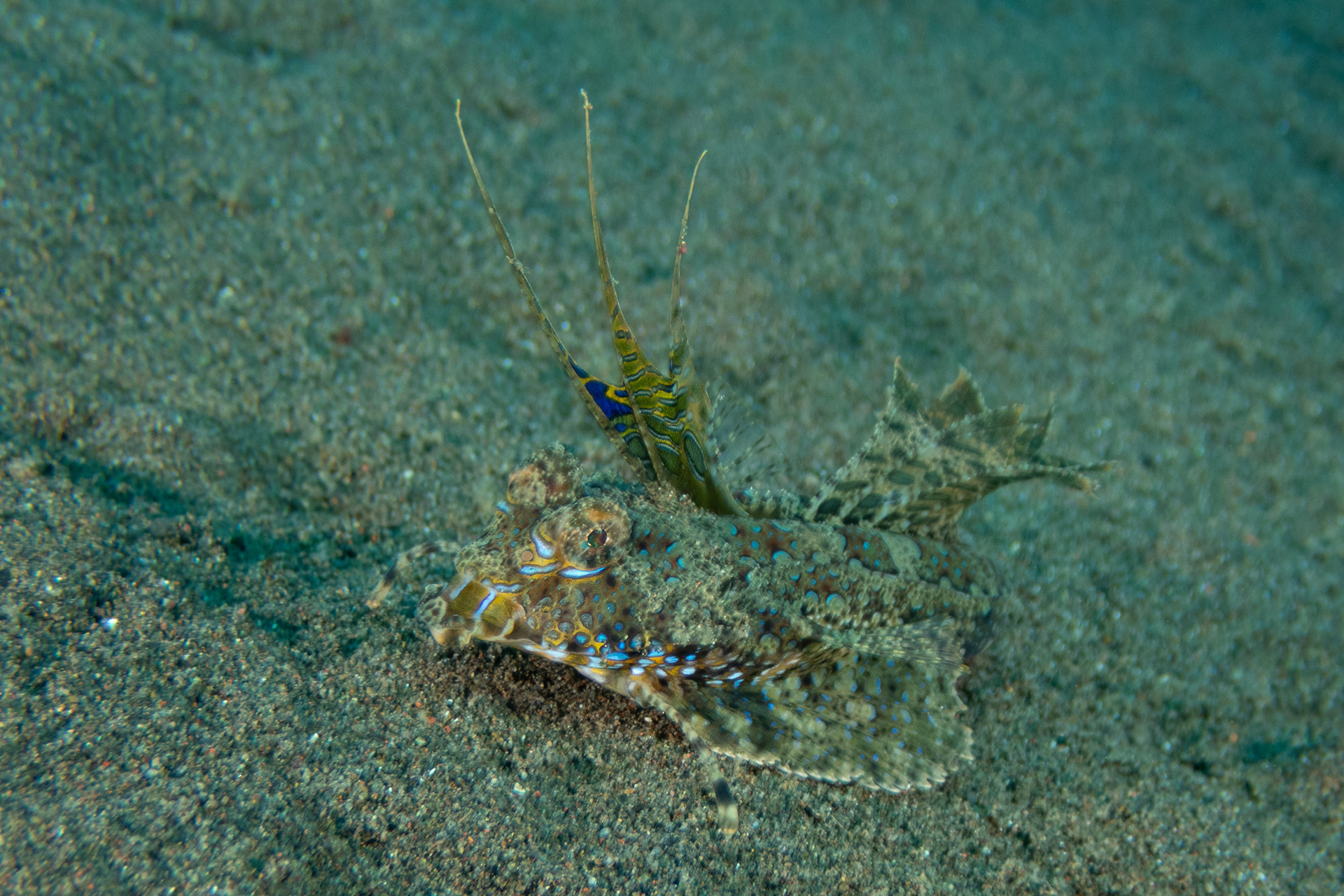 Fingered Dragonet