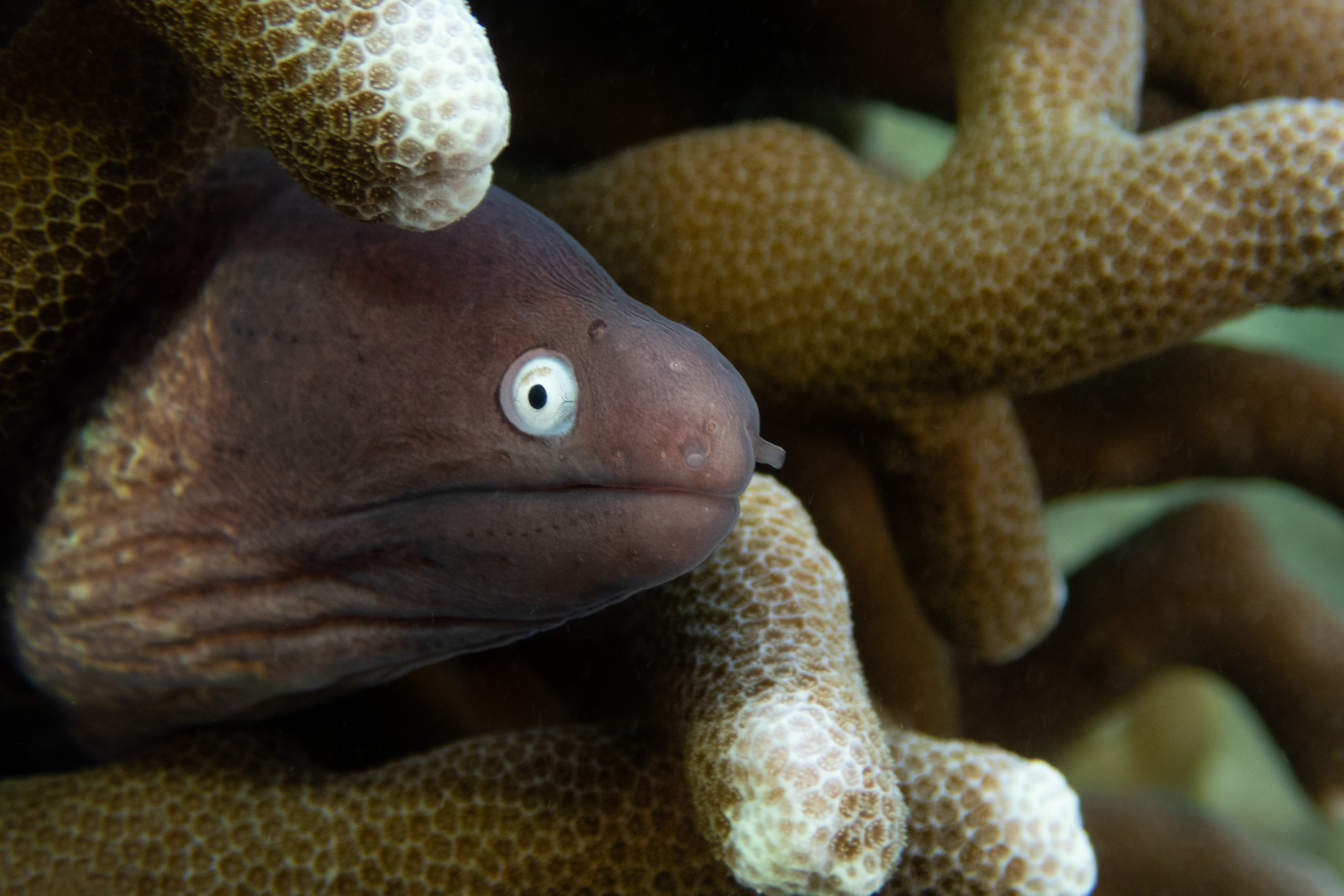 White-Eyed Moray Eel