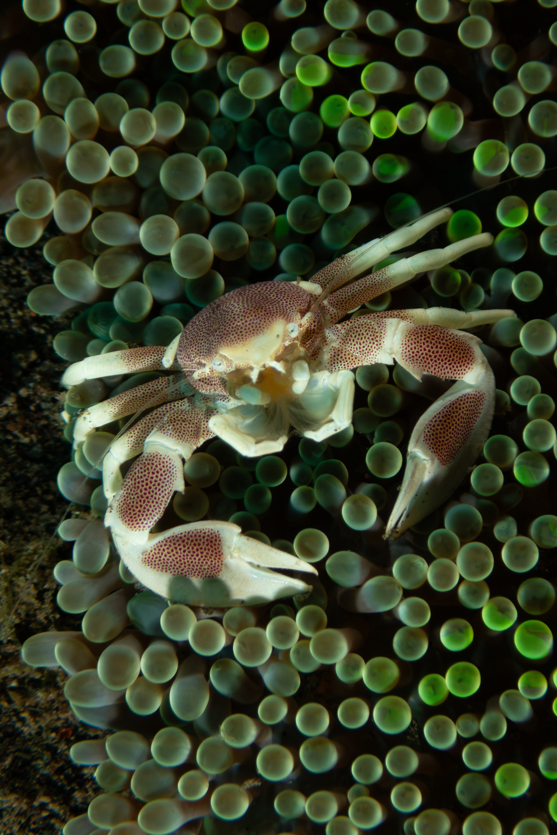 Spotted Porcelain Crab