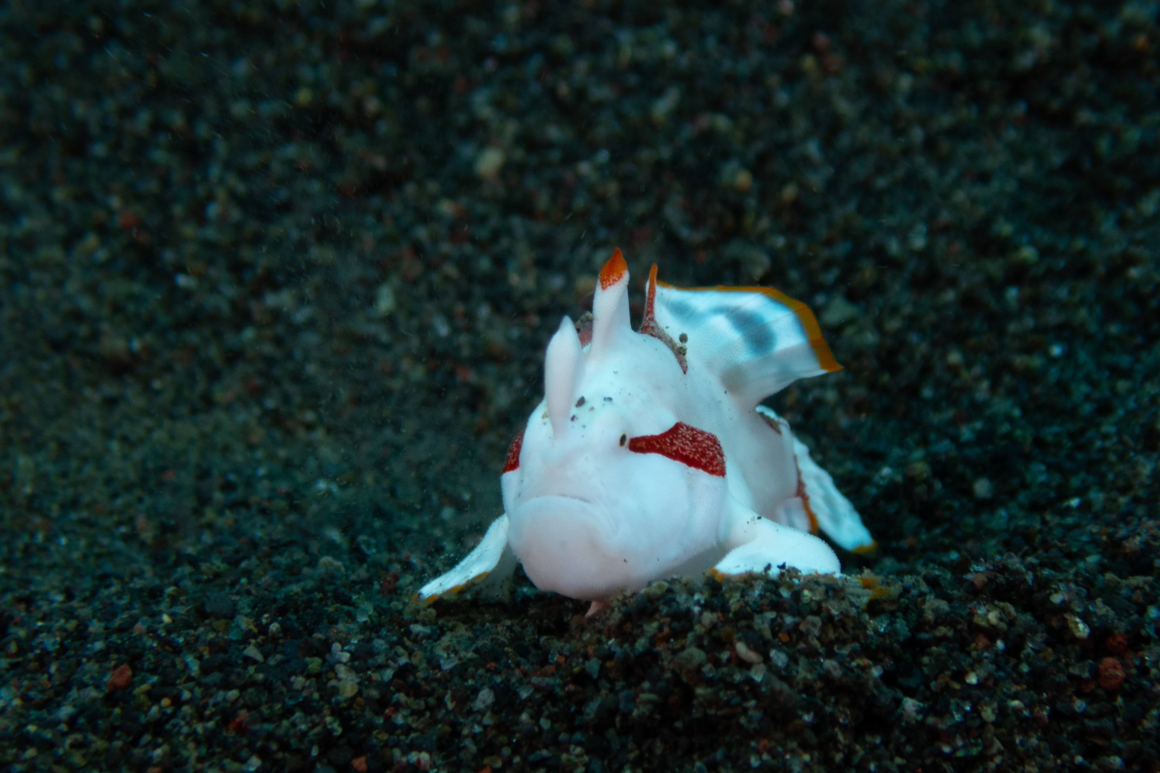 Warty Frogfish