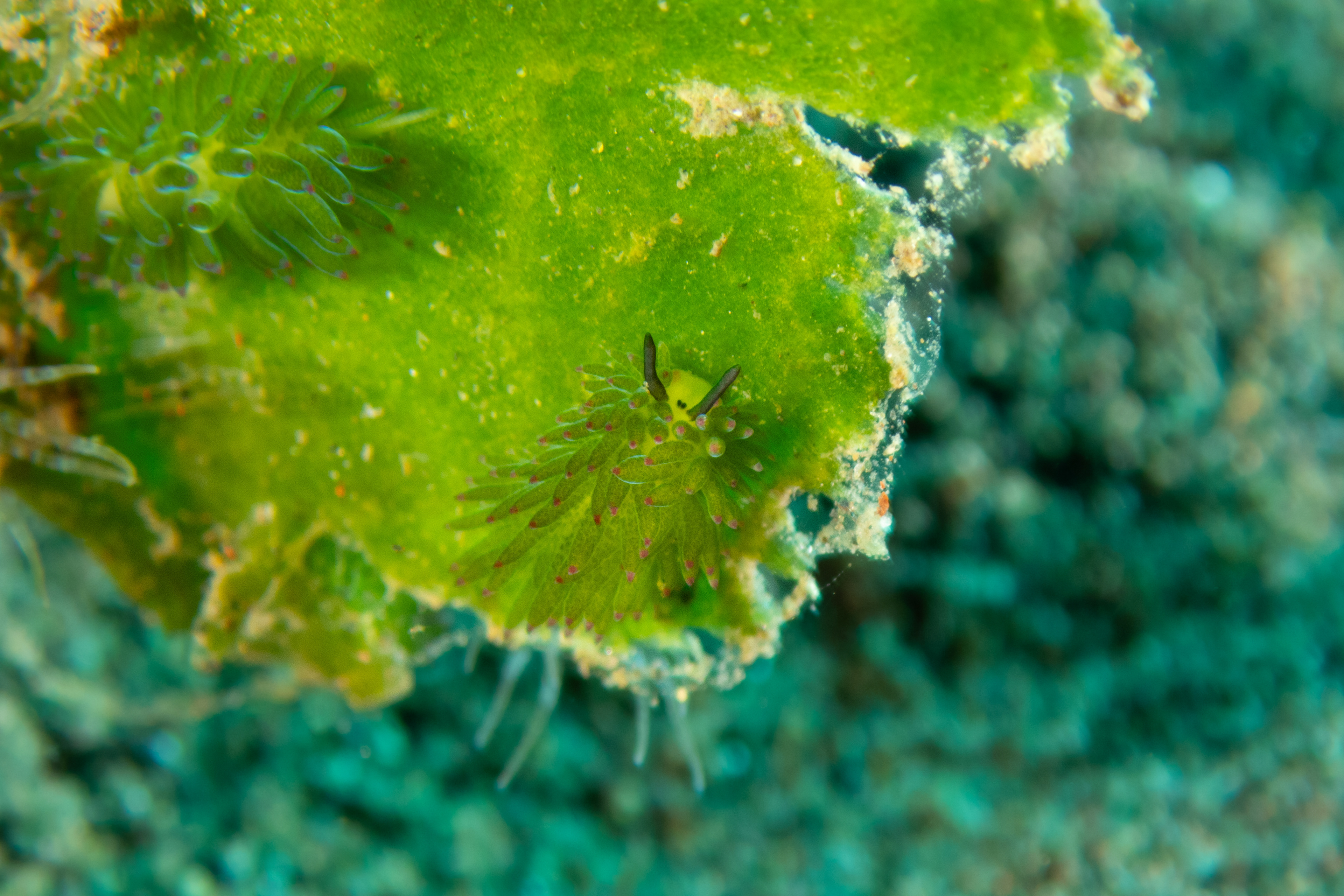 Purple-Tipped Costasiella