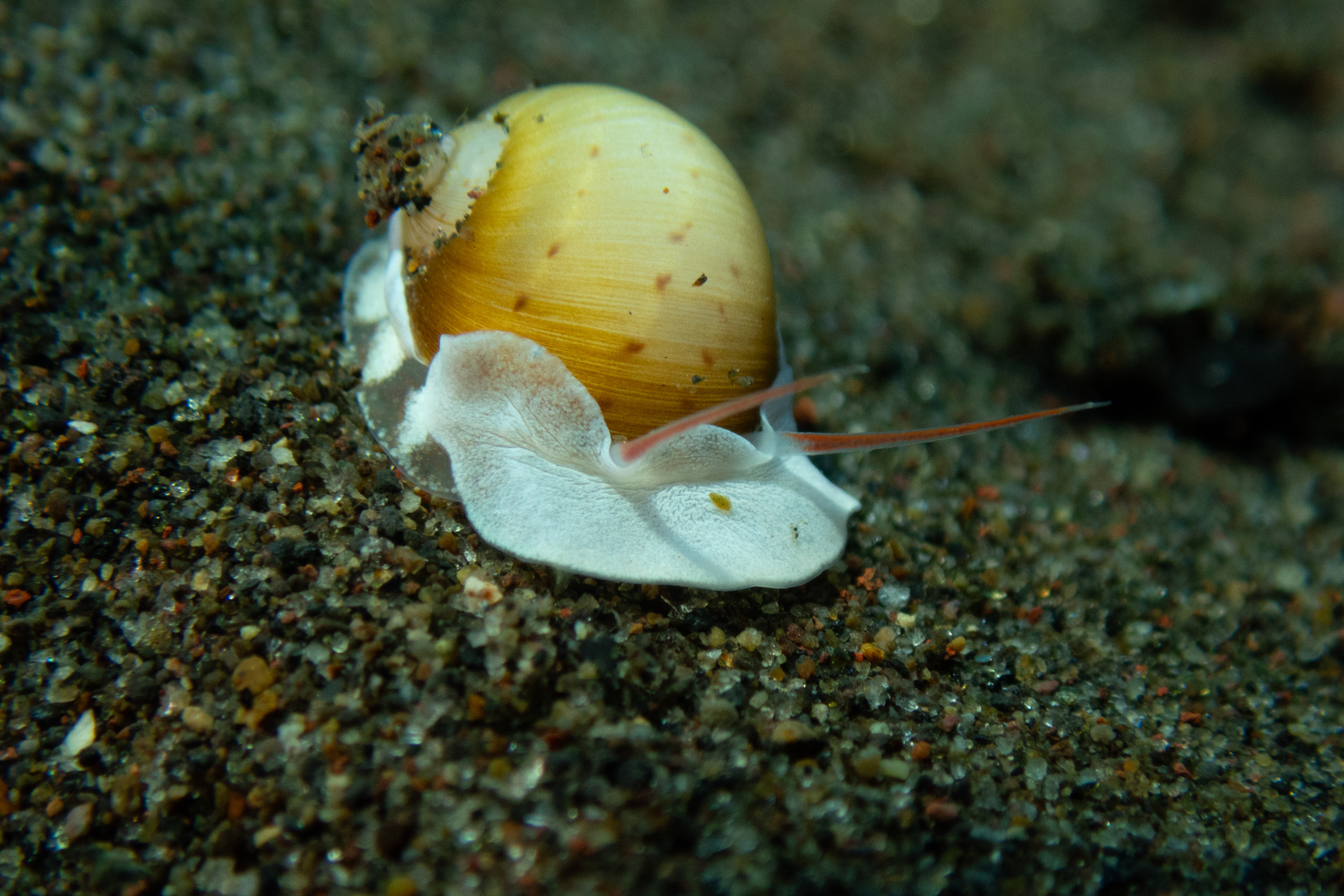 Butterfly Moonsnail