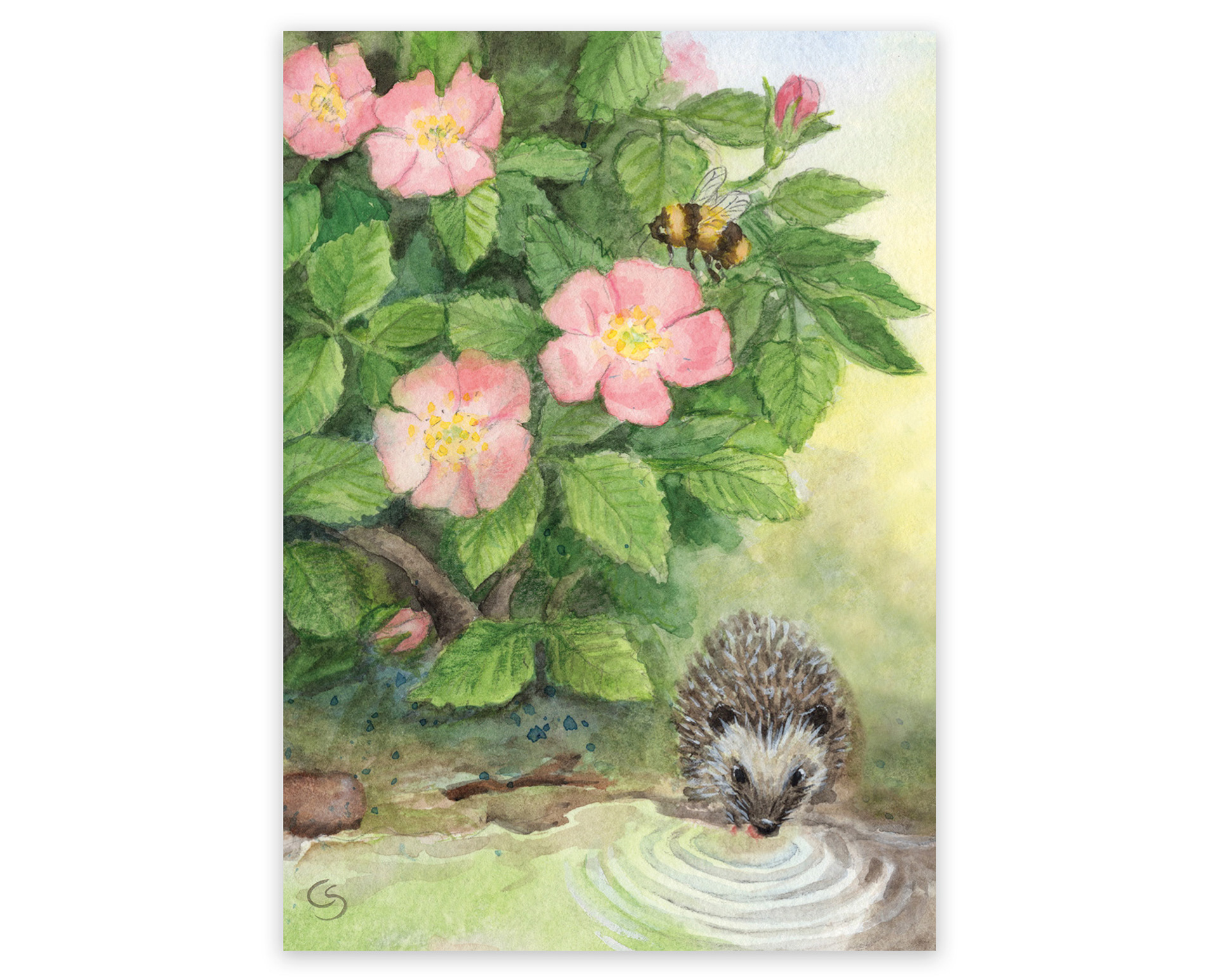Kleiner Igel