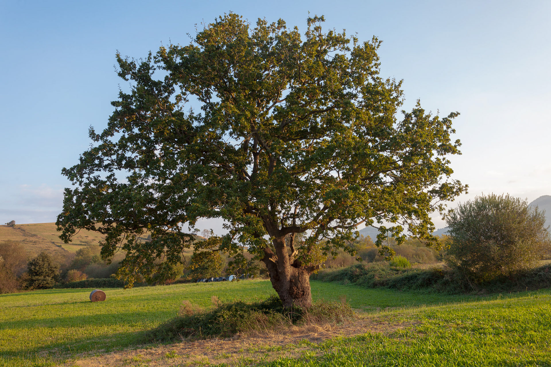 ROBLE EN SETIÉN, CANTABRIA