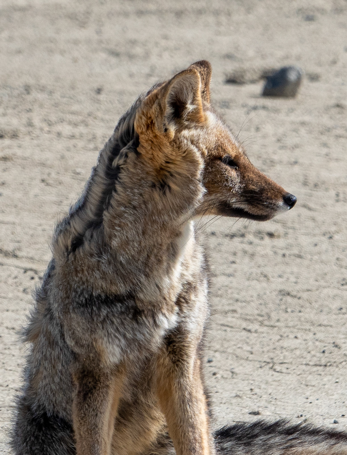 Andean fox